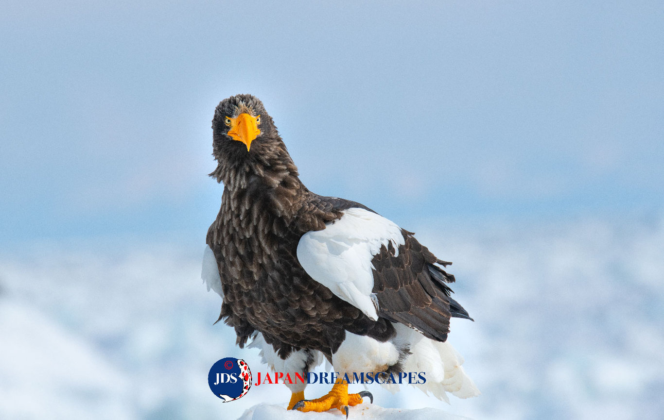 Discover Matsumoto Castle on a Hokkaido Photo Tour with JDS!