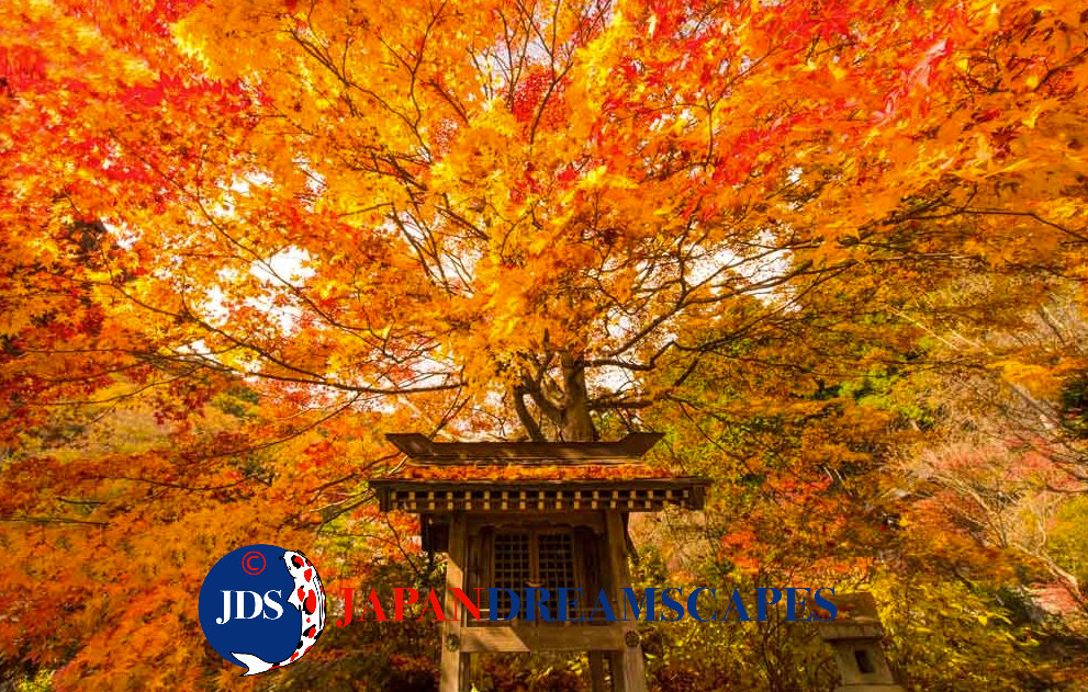 Japan Autumn Leaves Tour – Capture the Colors of Fall with JDS