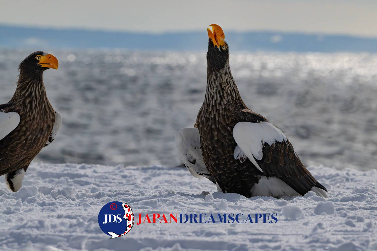 Discover Matsumoto Castle on a Hokkaido Photo Tour with JDS!