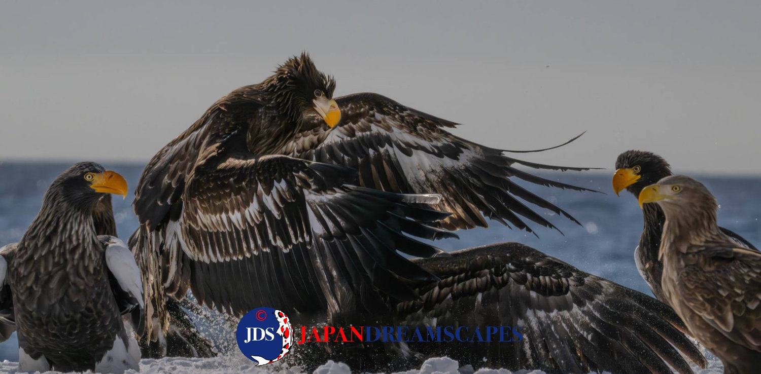 Discover Matsumoto Castle on a Hokkaido Photo Tour with JDS!