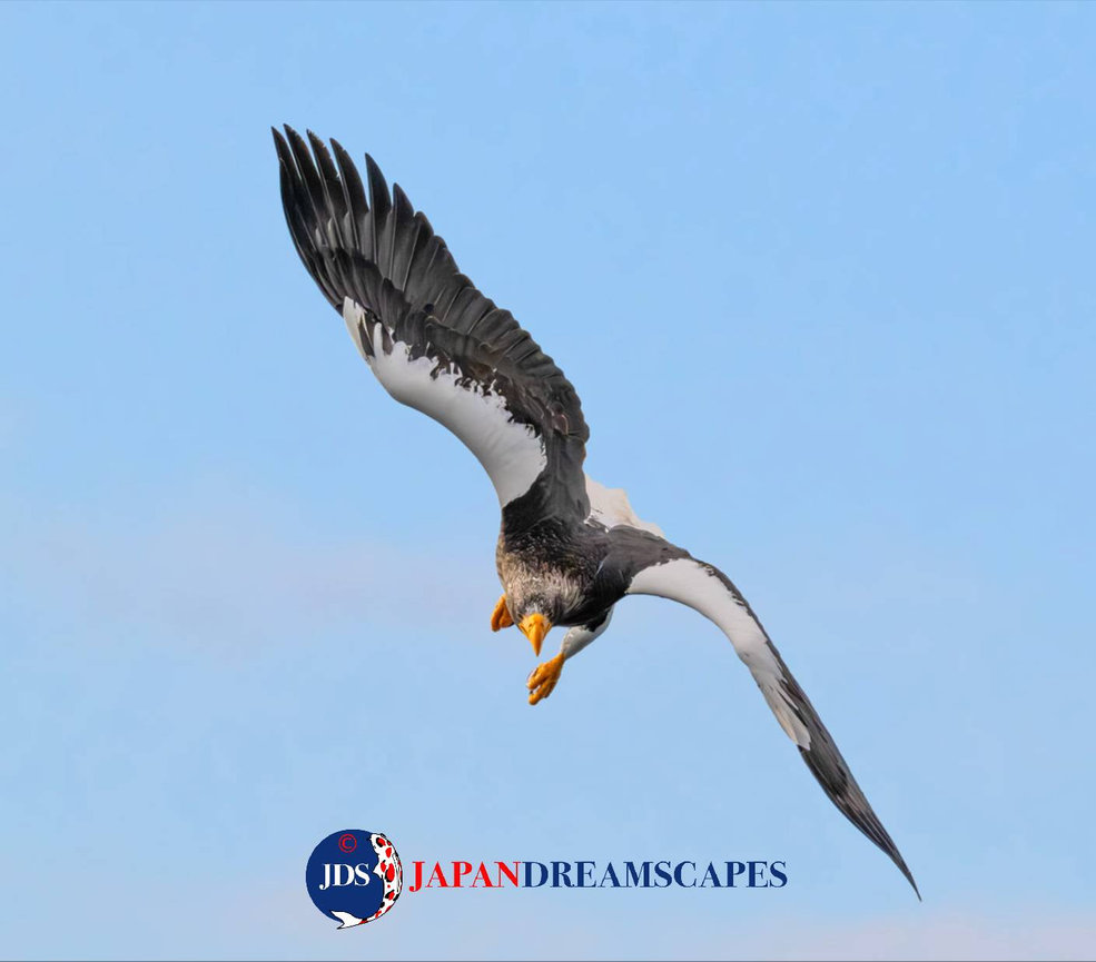 Discover Matsumoto Castle on a Hokkaido Photo Tour with JDS!