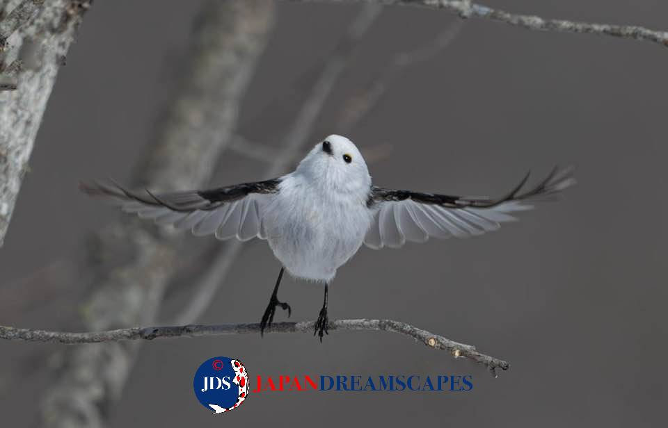 Autumn Leaves Photography Tour at Mt. Fuji and the Fuji Five Lakes