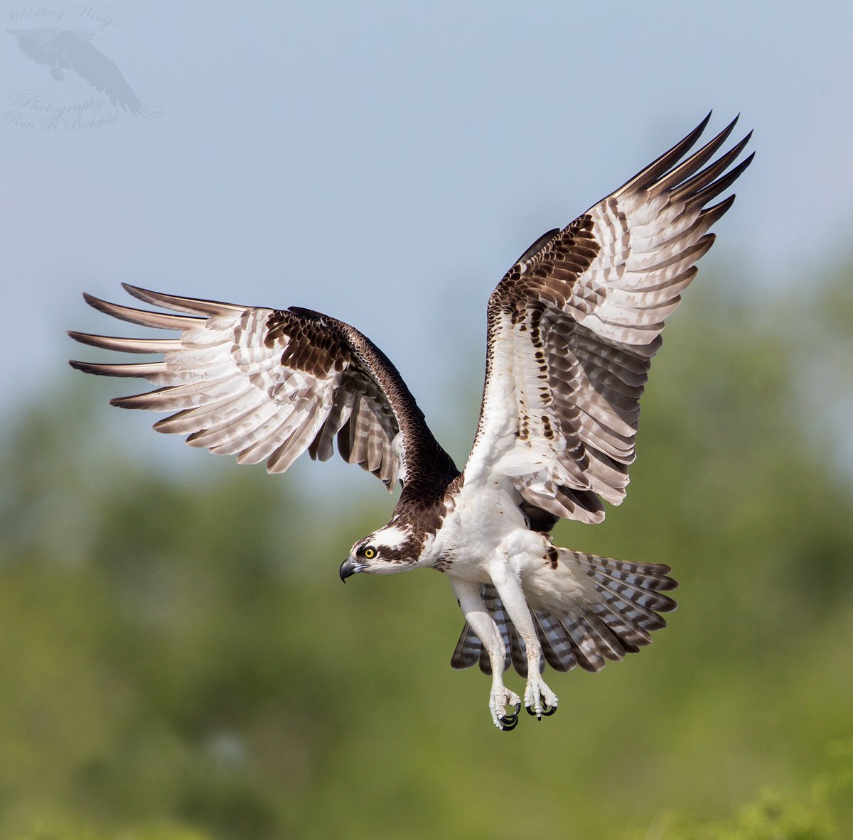 Osprey-nesting - Whistling Wings Photography