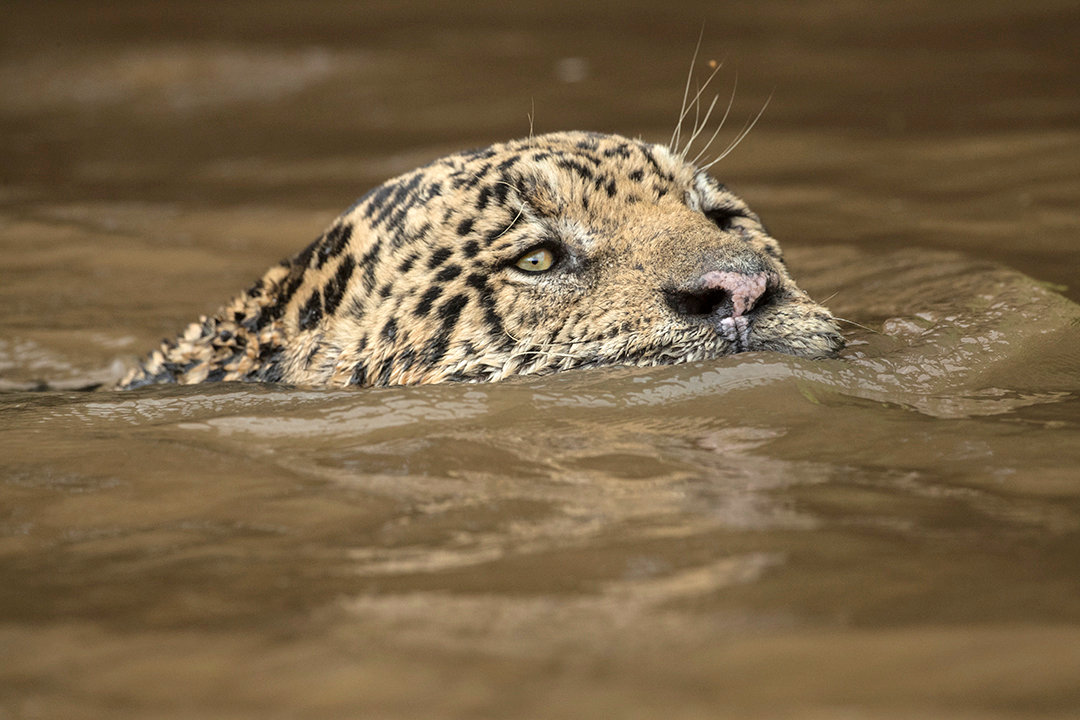 Swimming Jaguar In The Wild Jim Zuckerman Photography And Photo Tours