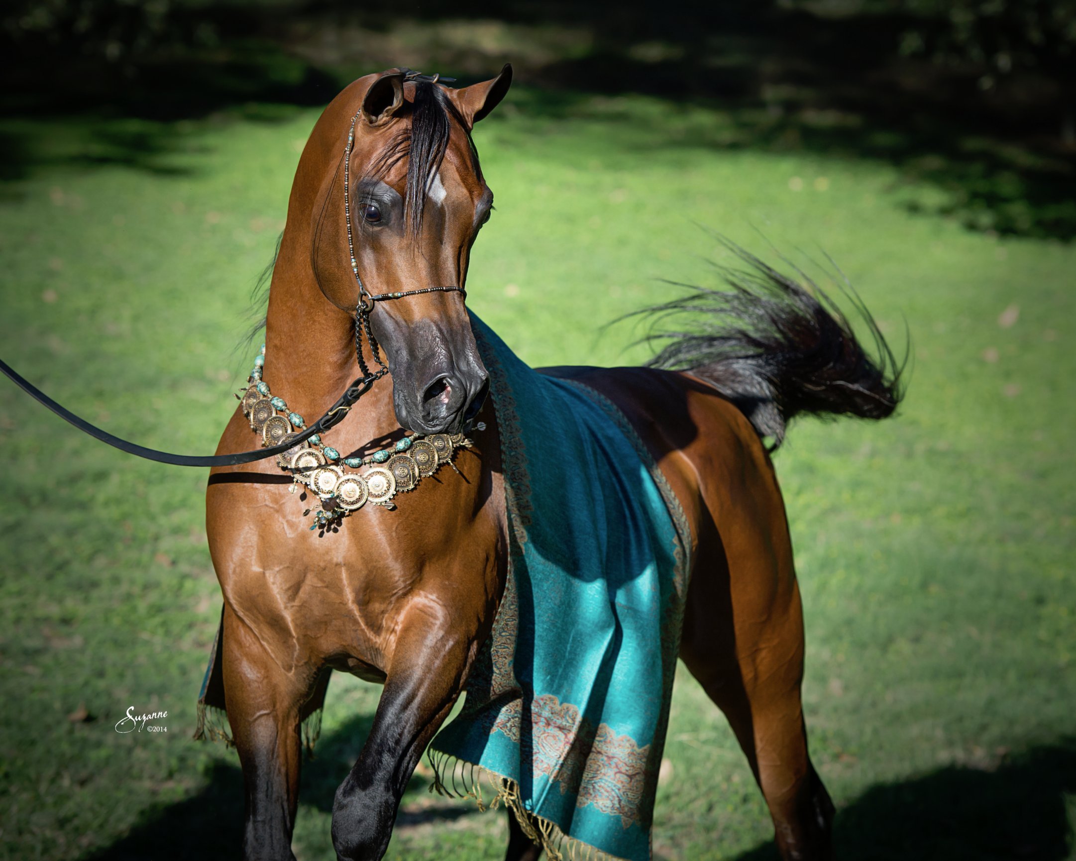 arabian gallery i EQUINE PHOTOGRAPHY by SUZANNE, Inc.