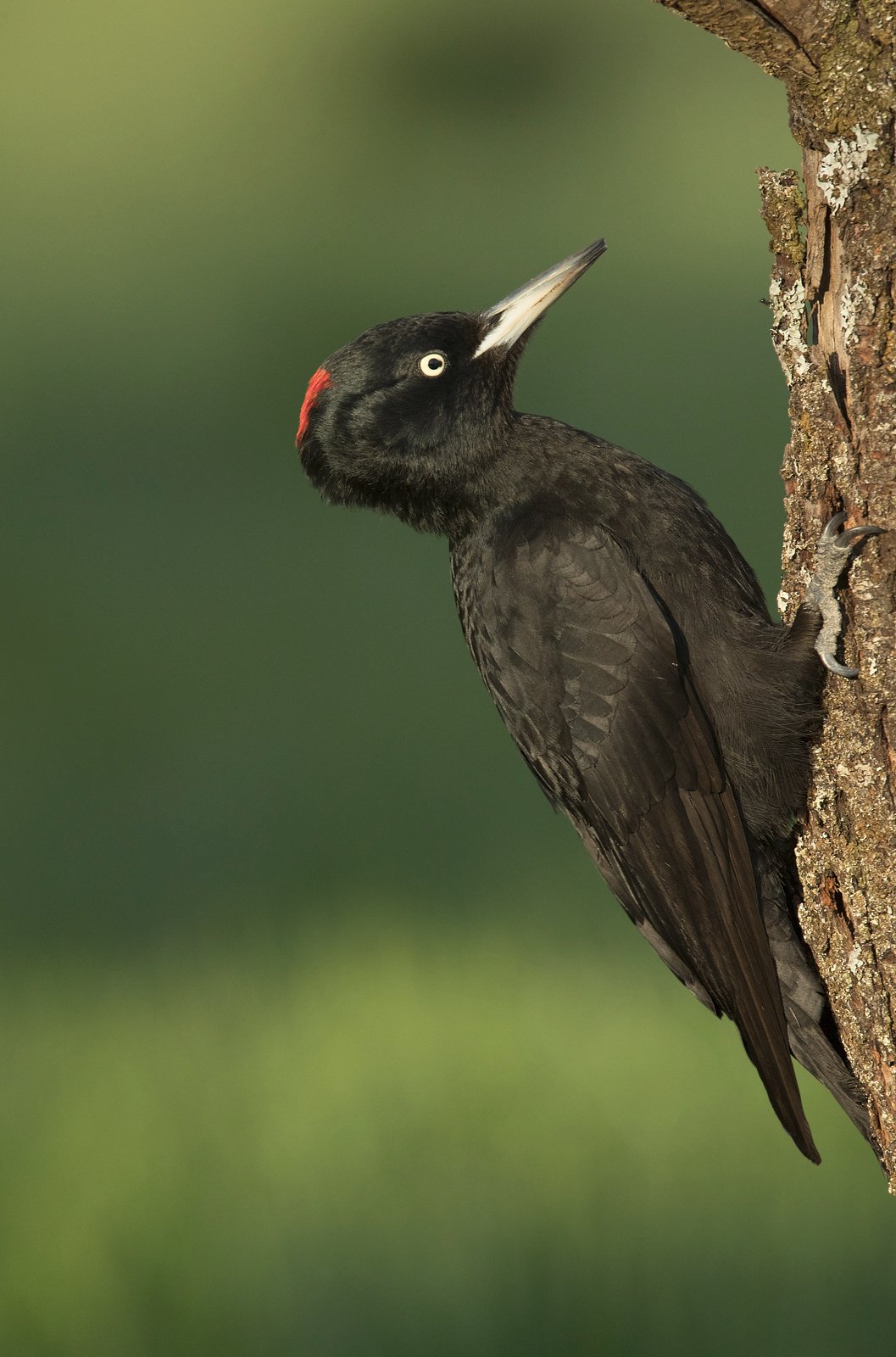black woodpecker black woodpecker