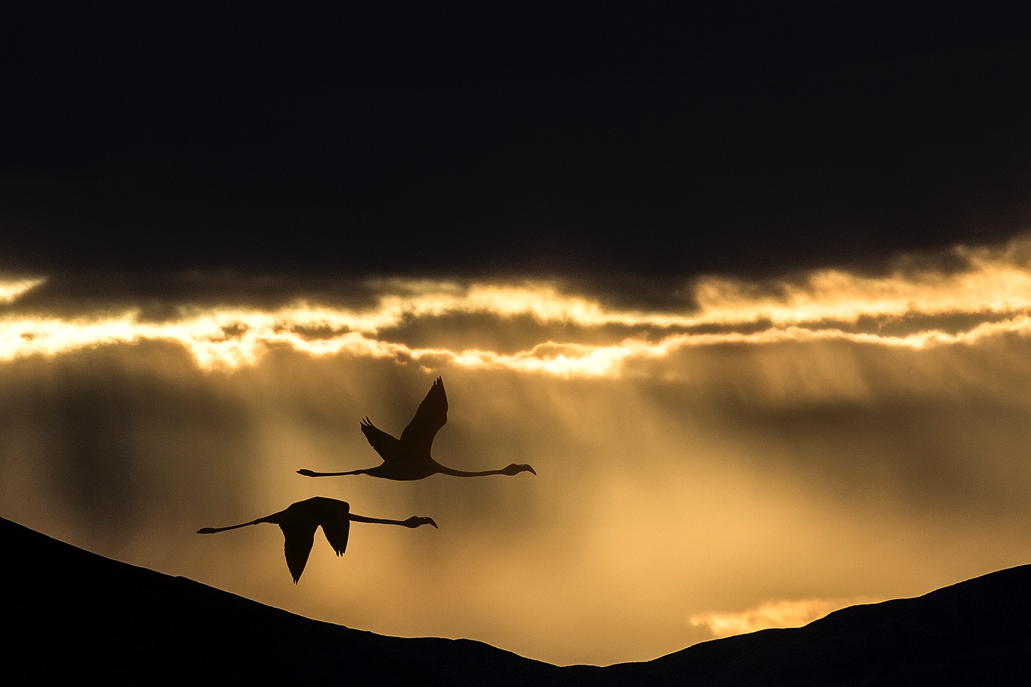 Bird Silhouettes Jim Zuckerman Photography Photo Tours