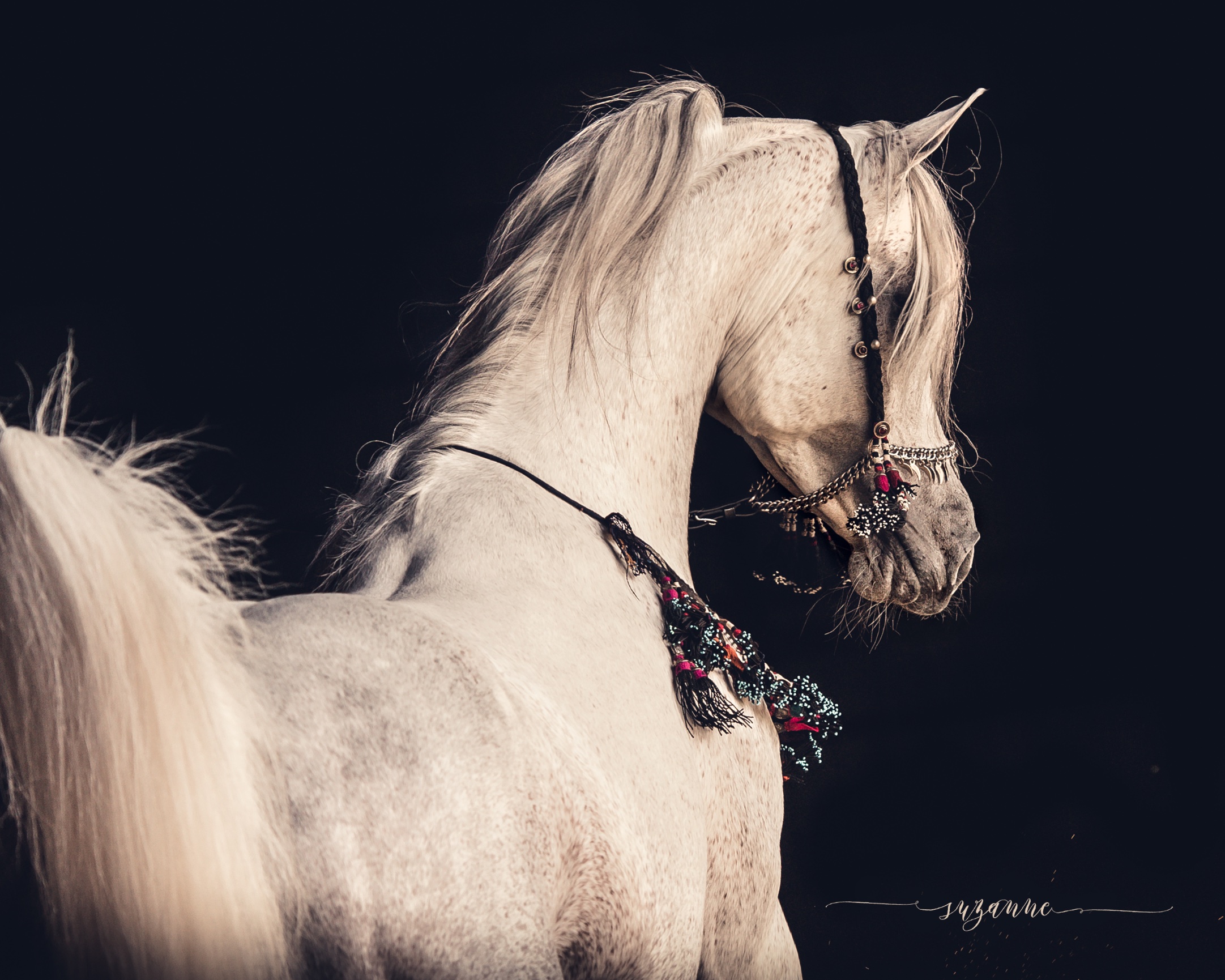 Arabian Gallery I Equine Photography By Suzanne Inc