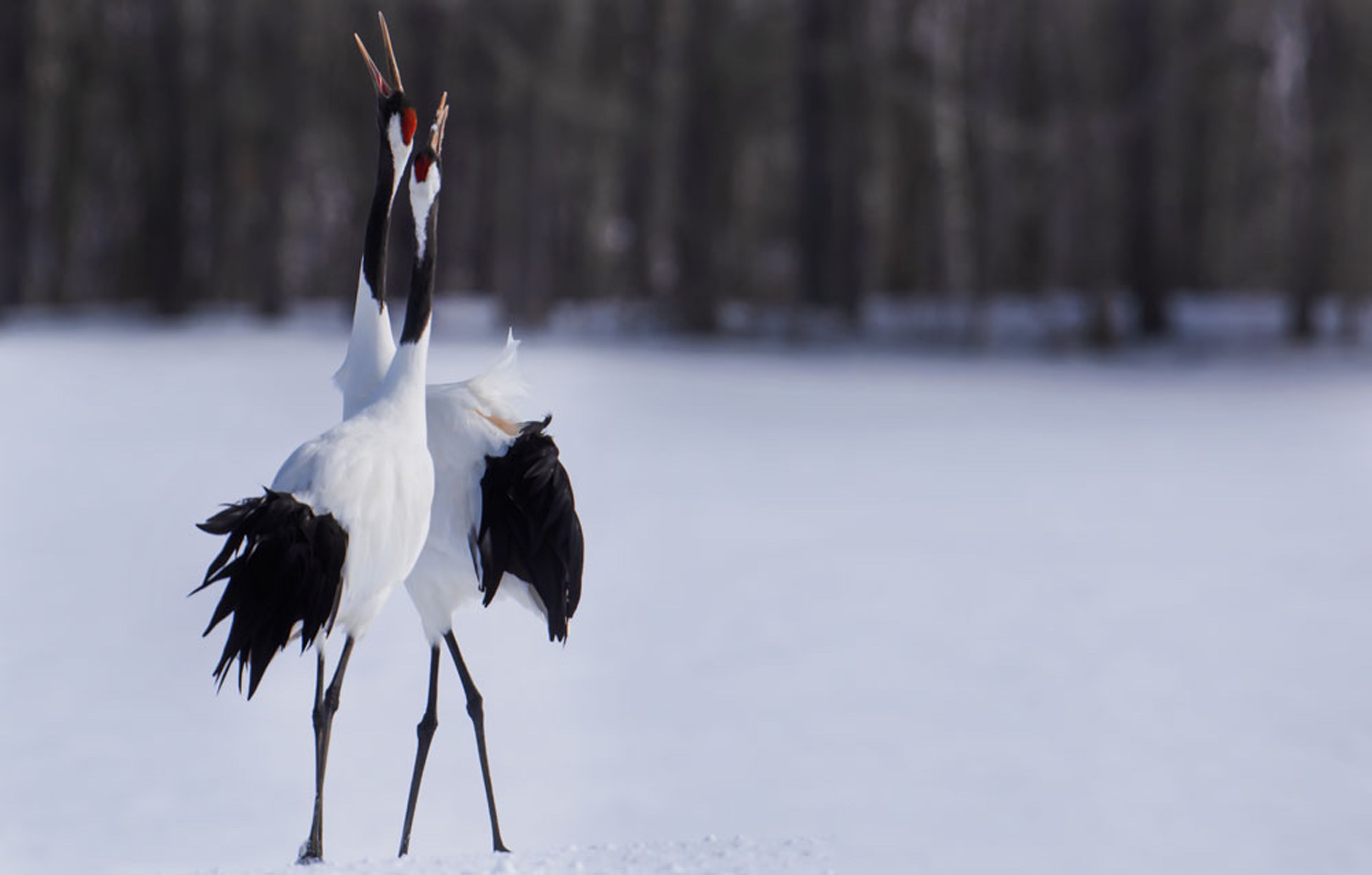 Premier Birding Hokkaido Photography Tour - Blain Harasymiw Photography