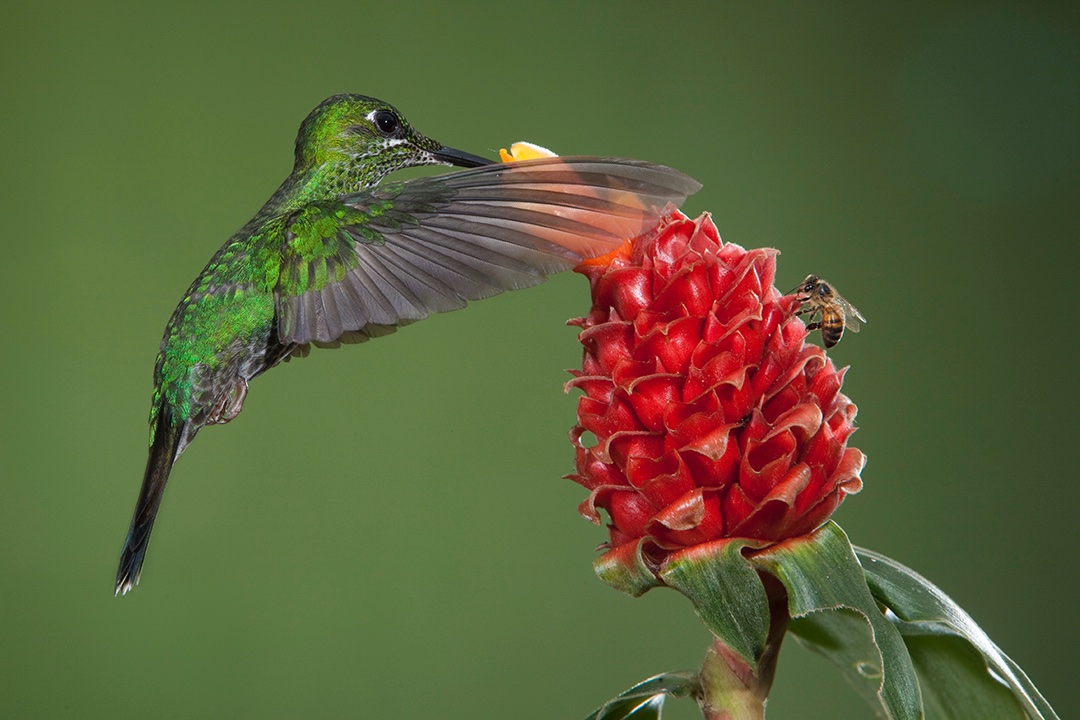 hummingbird photography tours