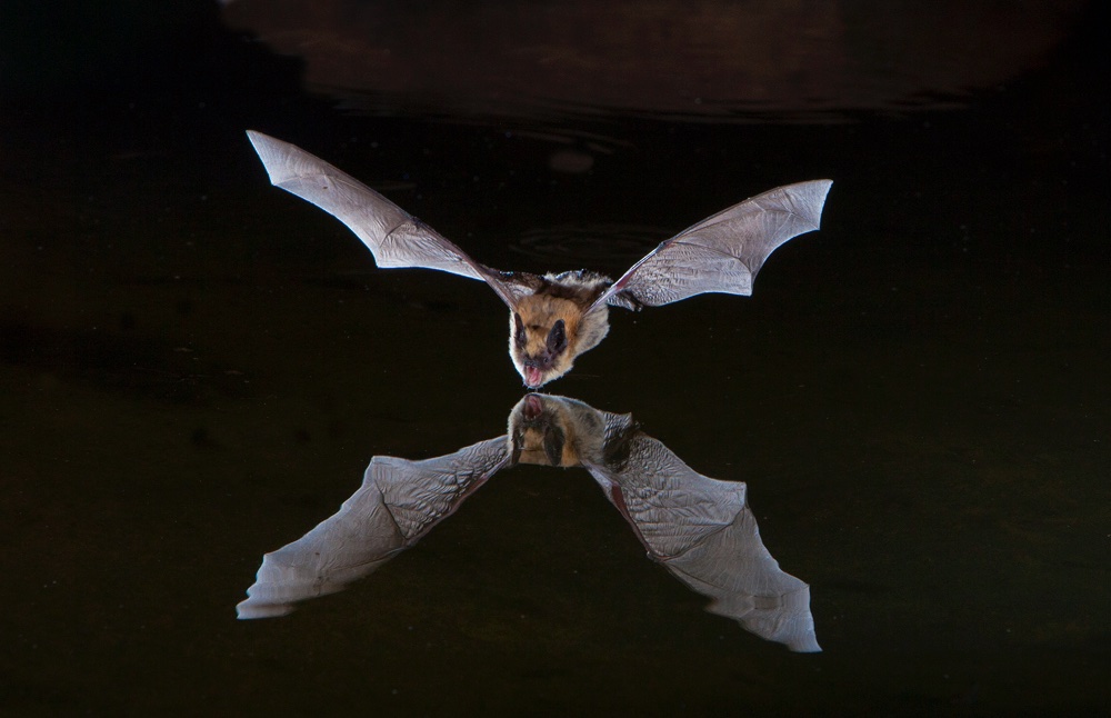 Bats In Flight - Jim Zuckerman Photography & Photo Tours