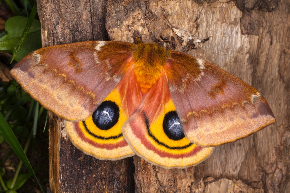 Ring flash outdoors - Jim Zuckerman photography & photo tours