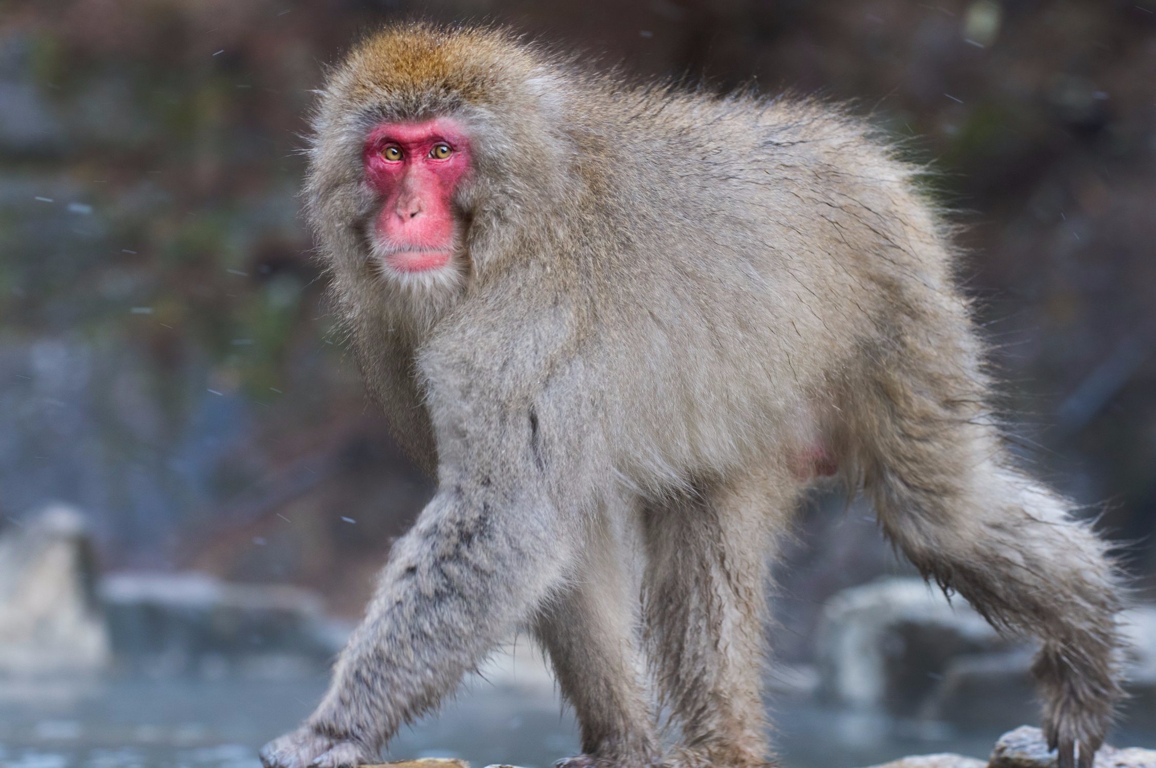 japan snow monkey photo tour