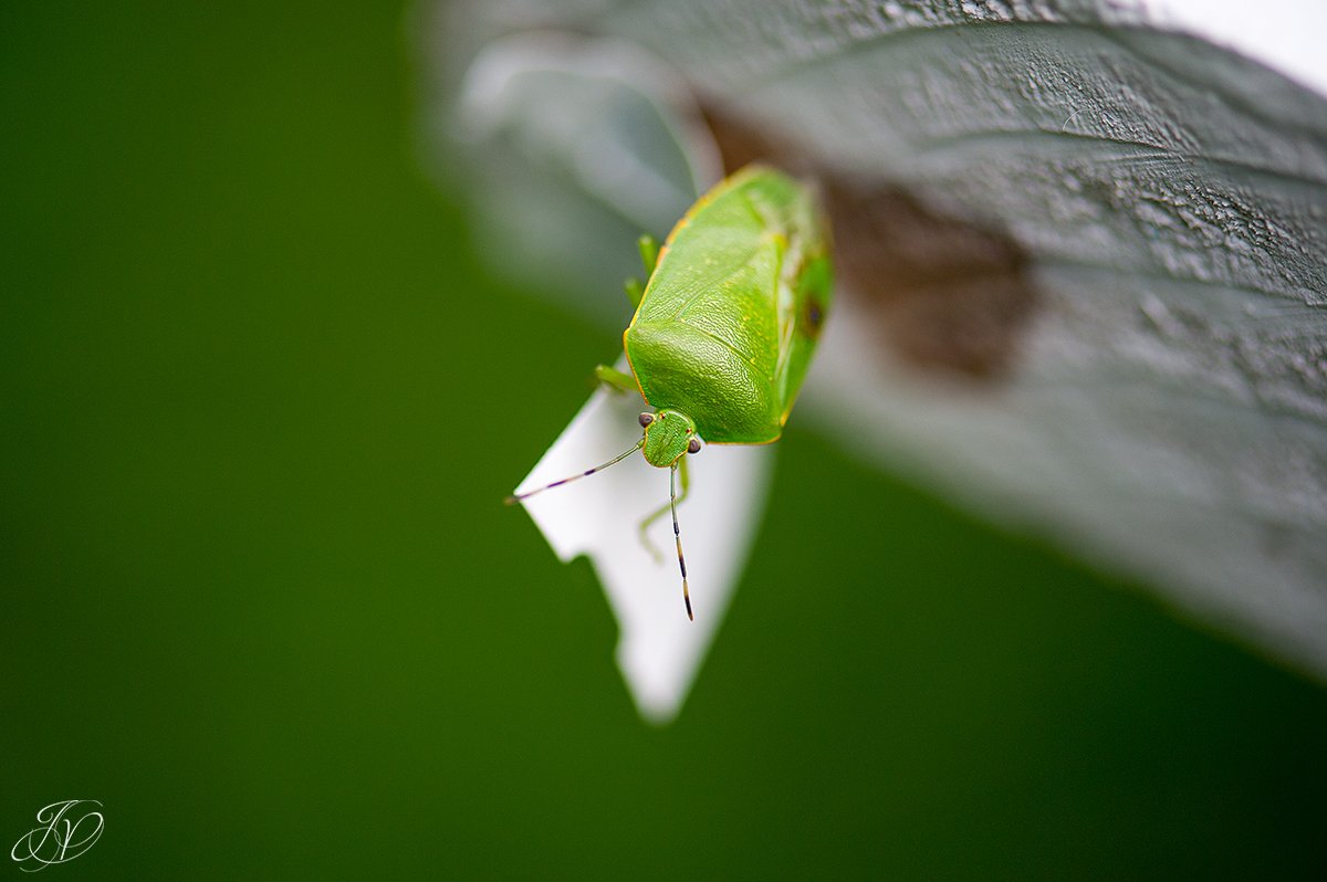 jessica painter photography, cool stink bug