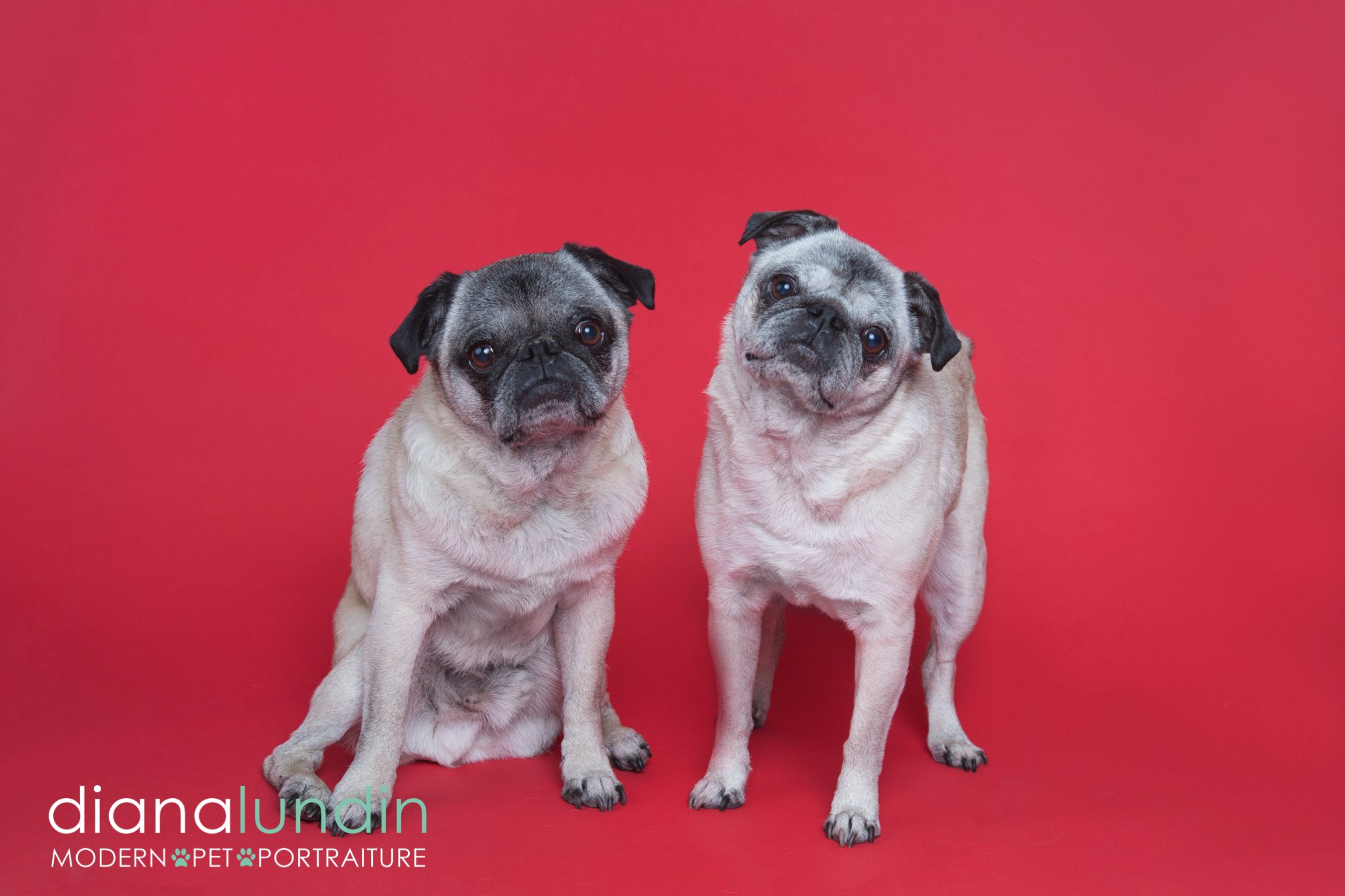 westland pugnacious pugs