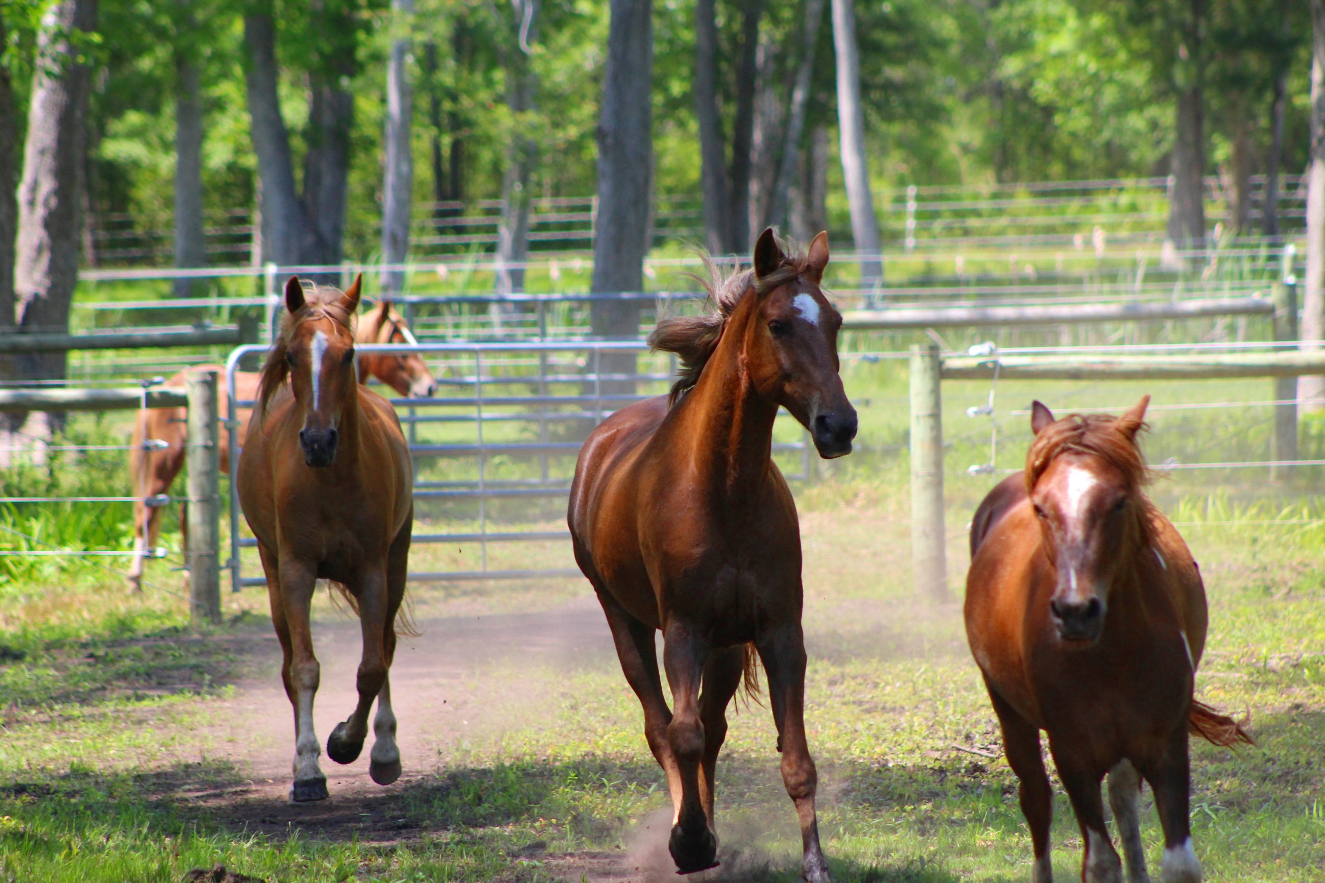 The Wild Horse Preserve at Grayce Wynds | Holden Beach, NC