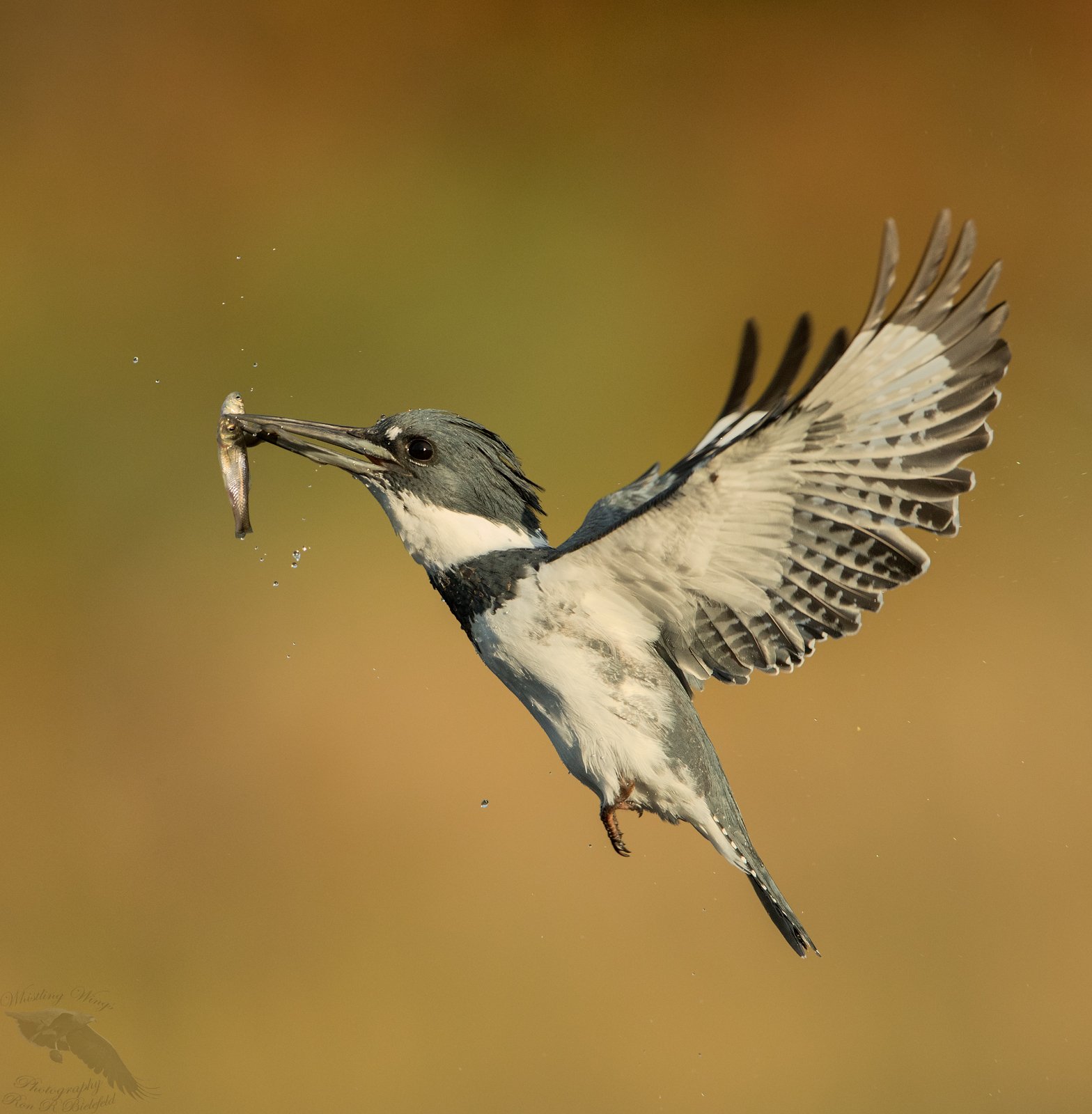 Belted Kingfisher - Whistling Wings Photography