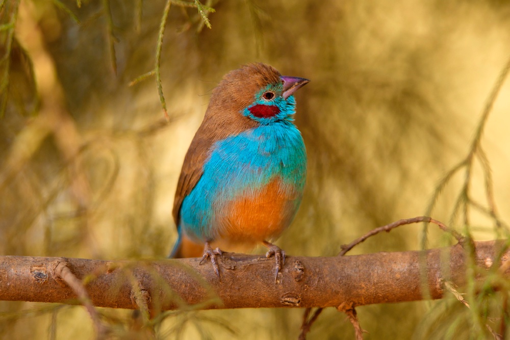 A beautiful African bird - Jim Zuckerman photography & photo tours