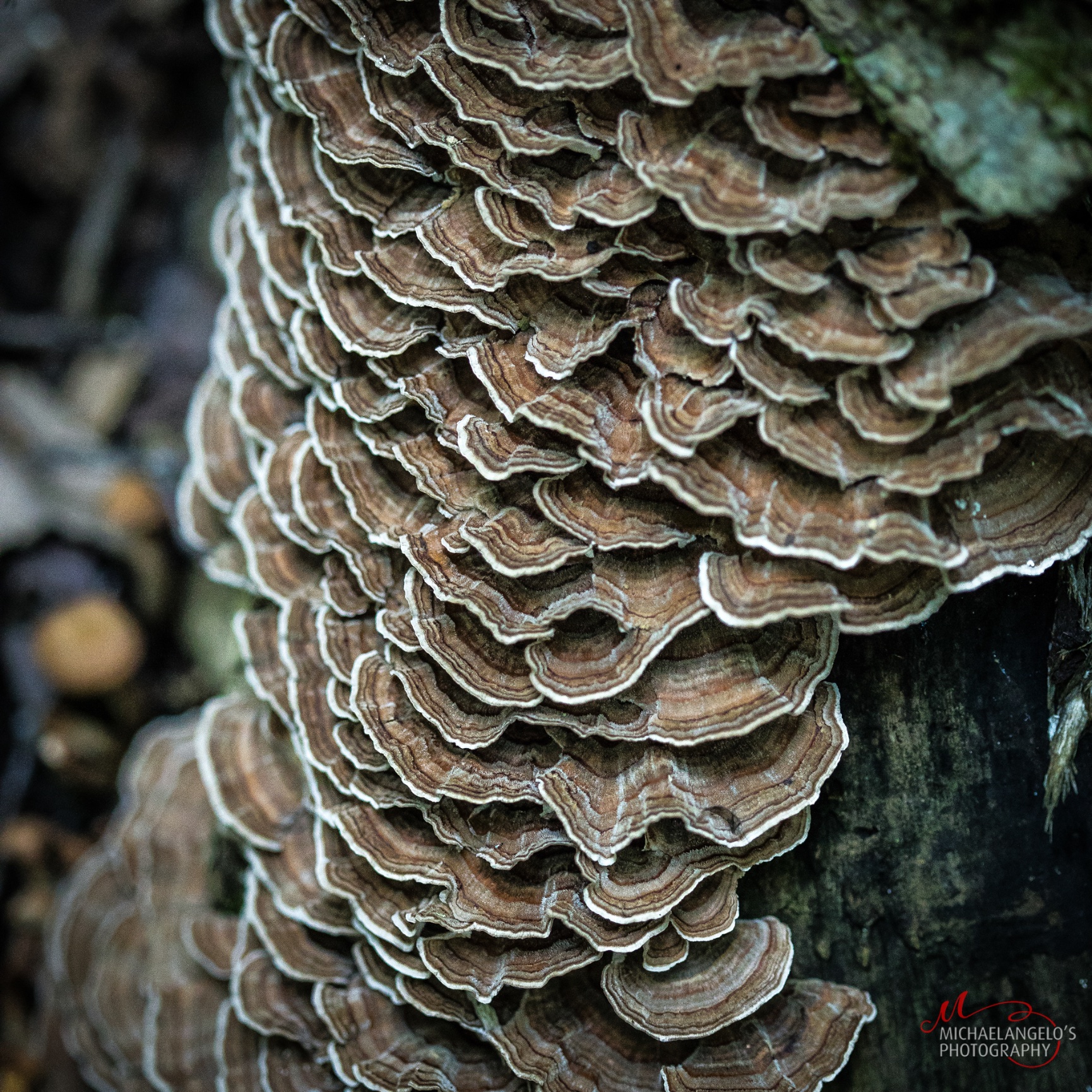 Mushrooms in Northeast Ohio Michaelangelos Photography