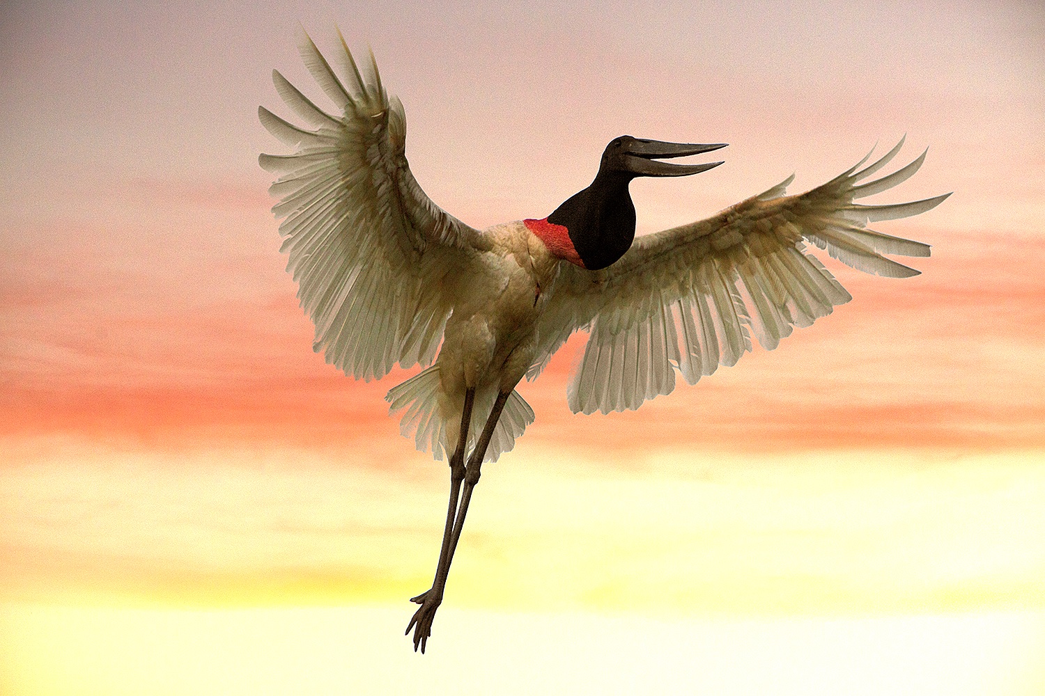 Jabiru stork in flight - Jim Zuckerman Photography