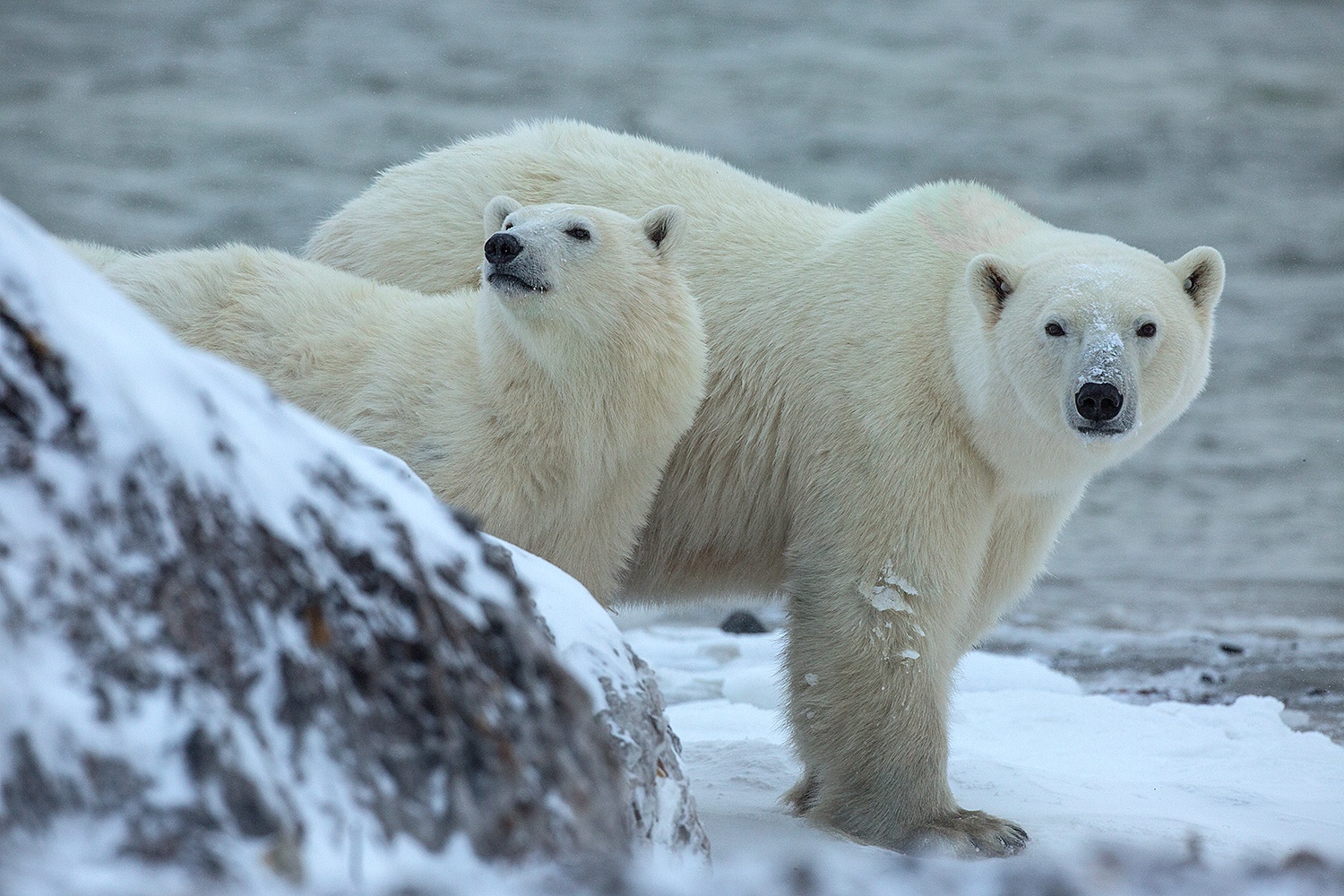 Polar bears 2023 - Jim Zuckerman photography & photo tours