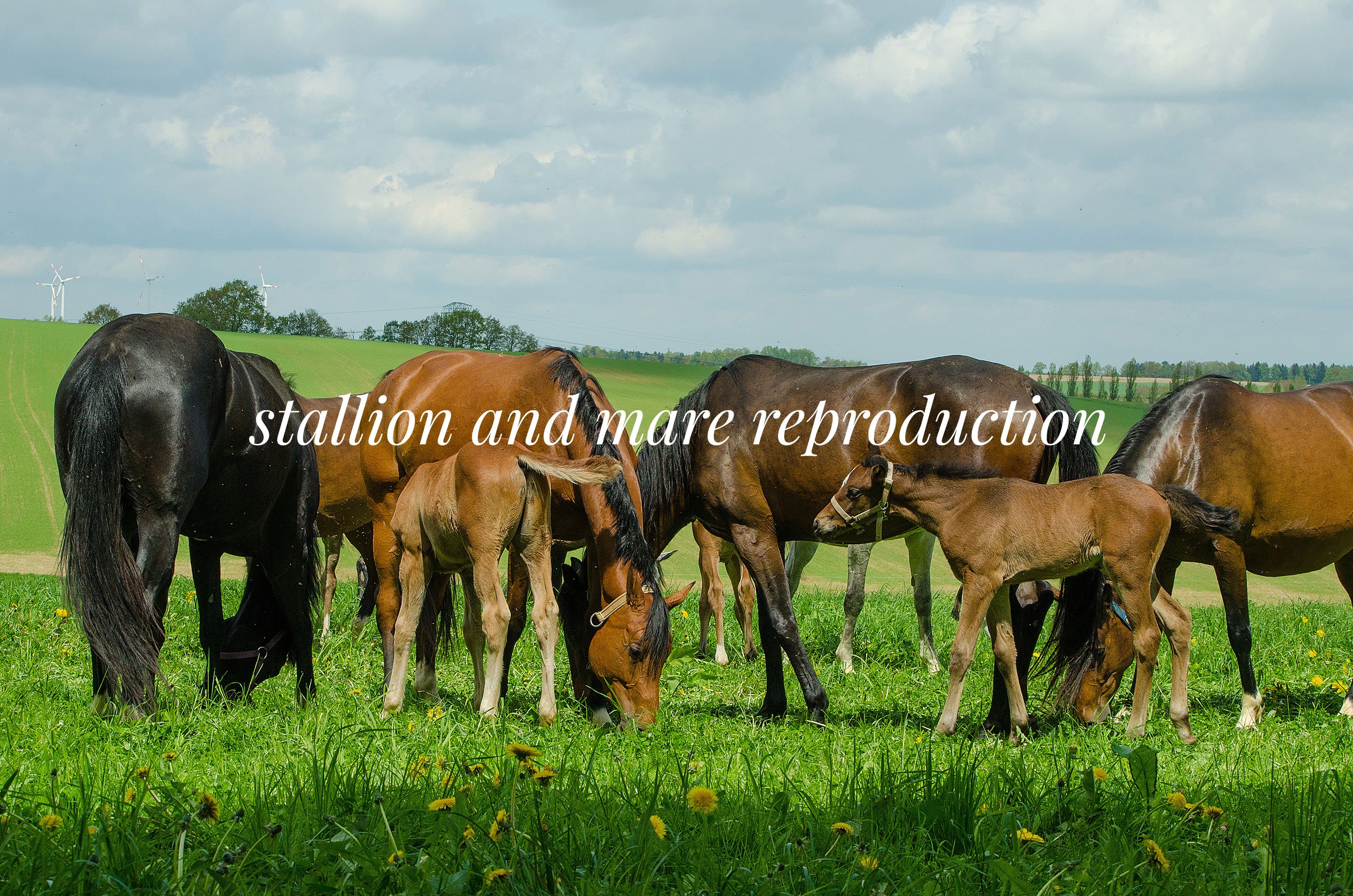 Stallion Reproduction | Equine Genie - Horse Business Management Software