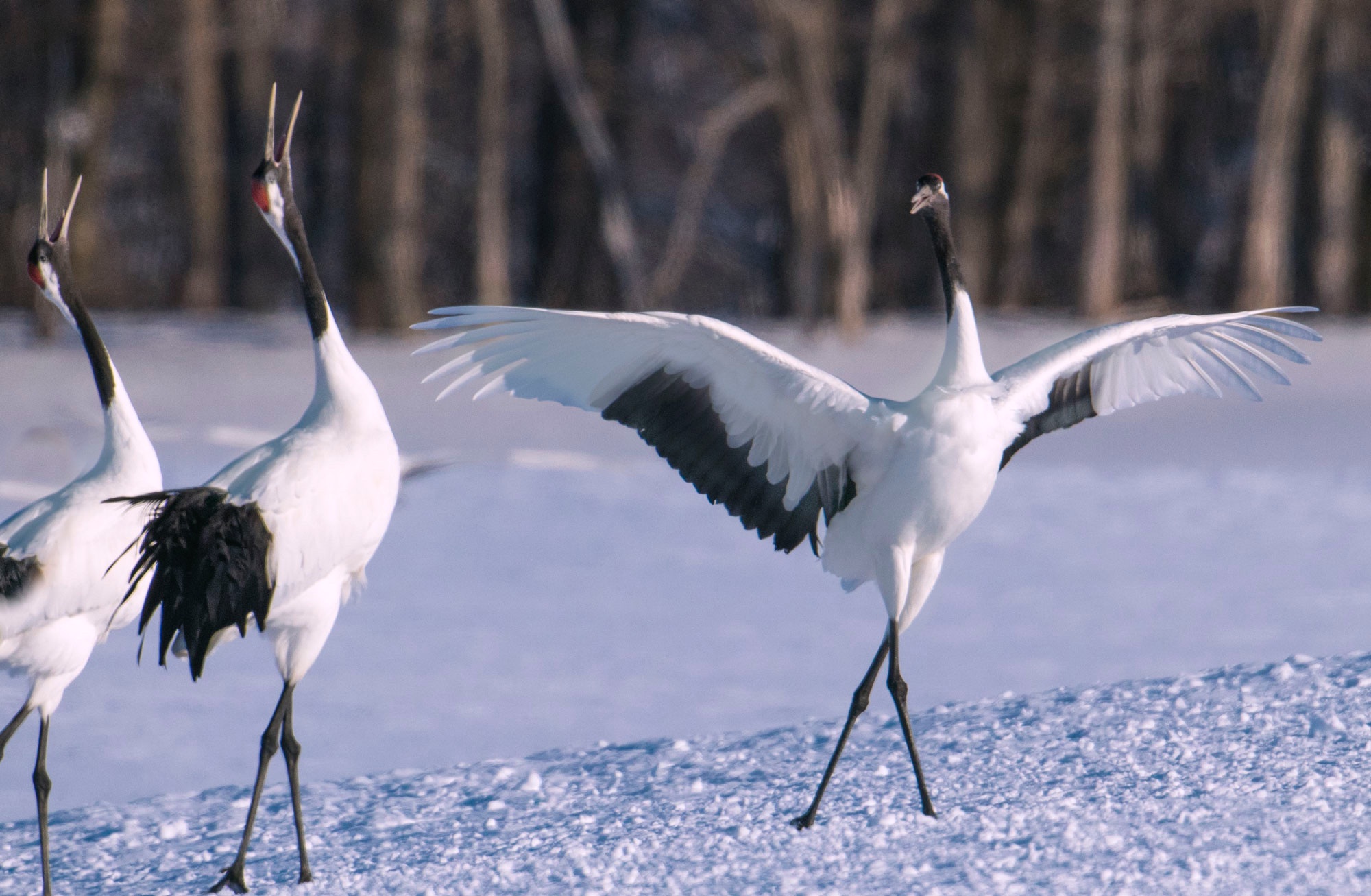 Wildlife in Japan Blain Harasymiw Photography