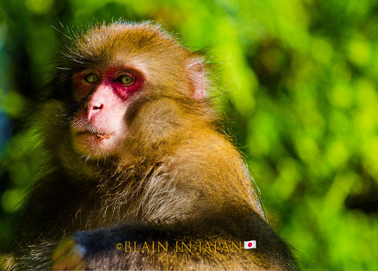 Snow Monkey Photo Tour Japan - Niigata, Nagano, or Anywhere