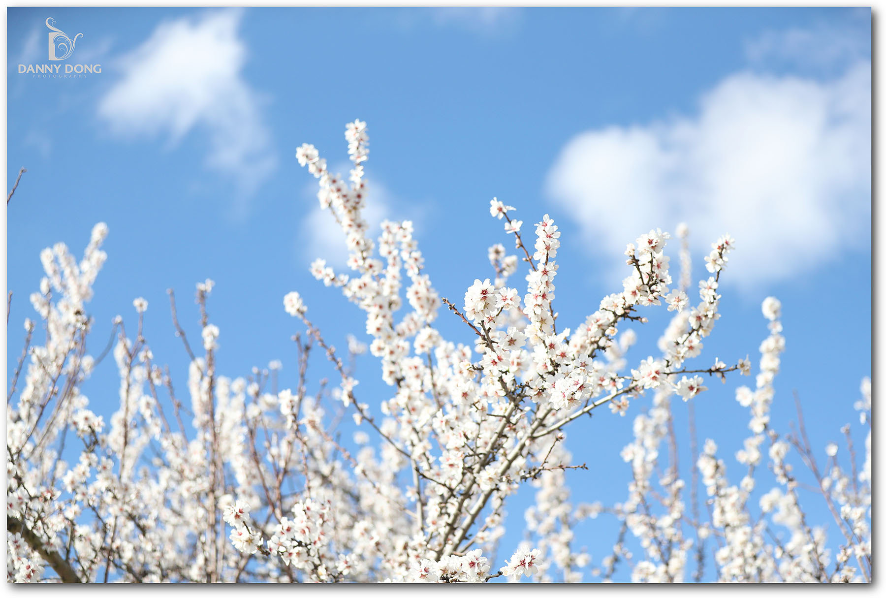 Almond Blossom Family Portrait - Danny Dong Photography