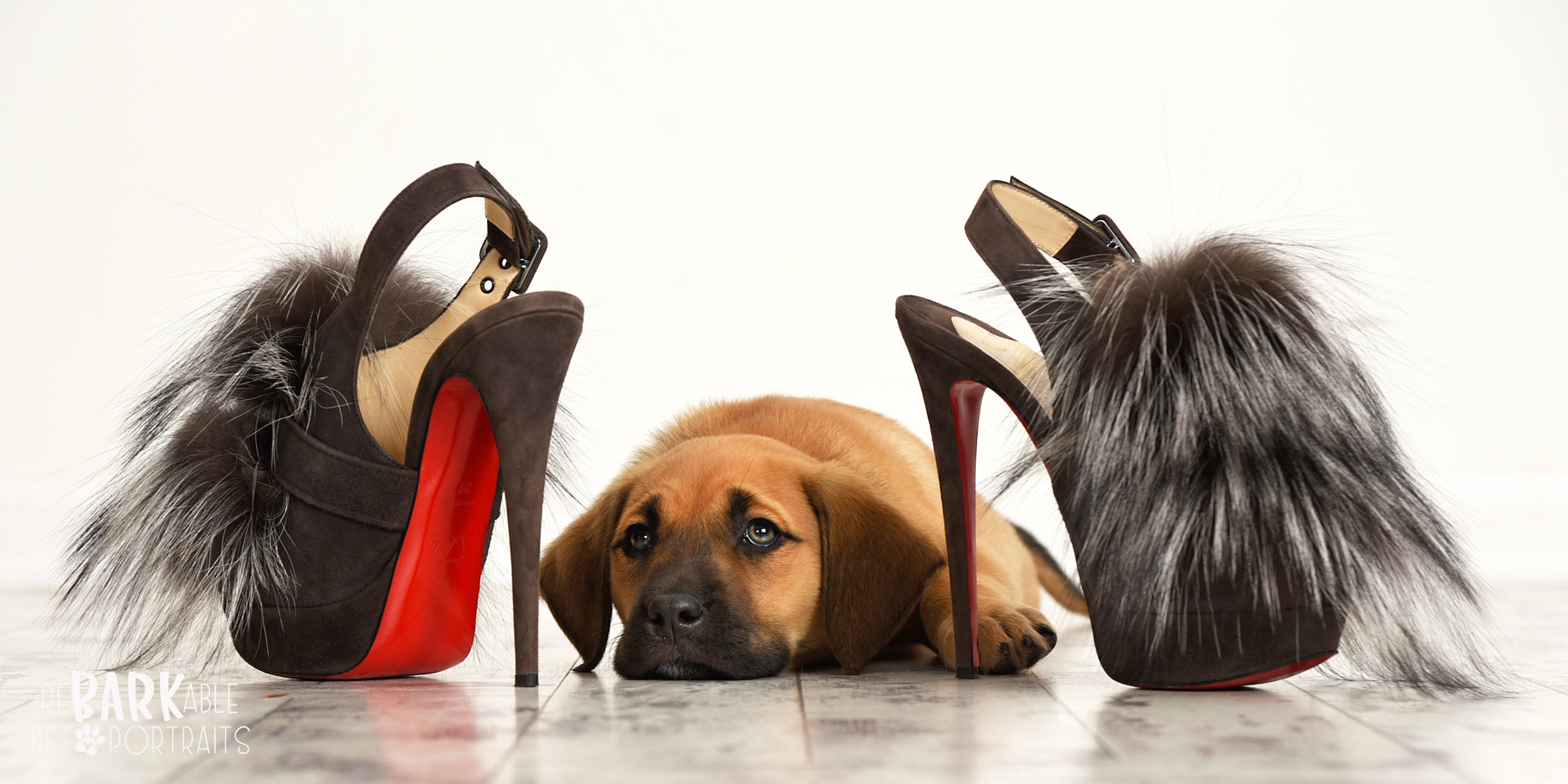 ReBARKable Pet Portraits Images by Kay & Co Photography