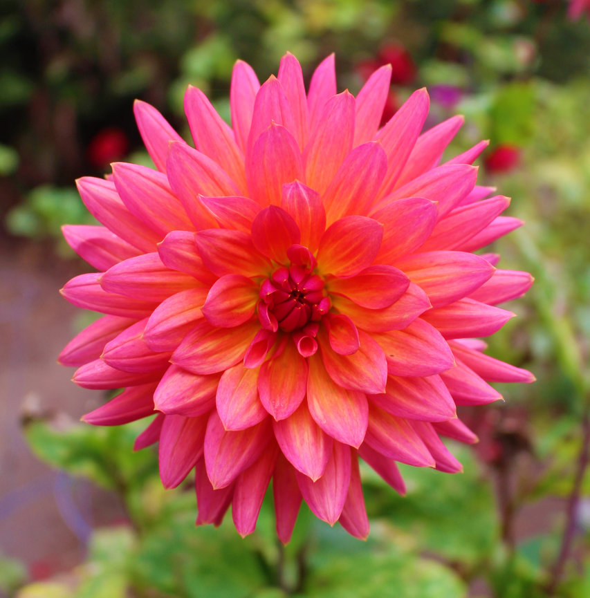 Bright pink dahlia flower with layered petals in a garden setting.