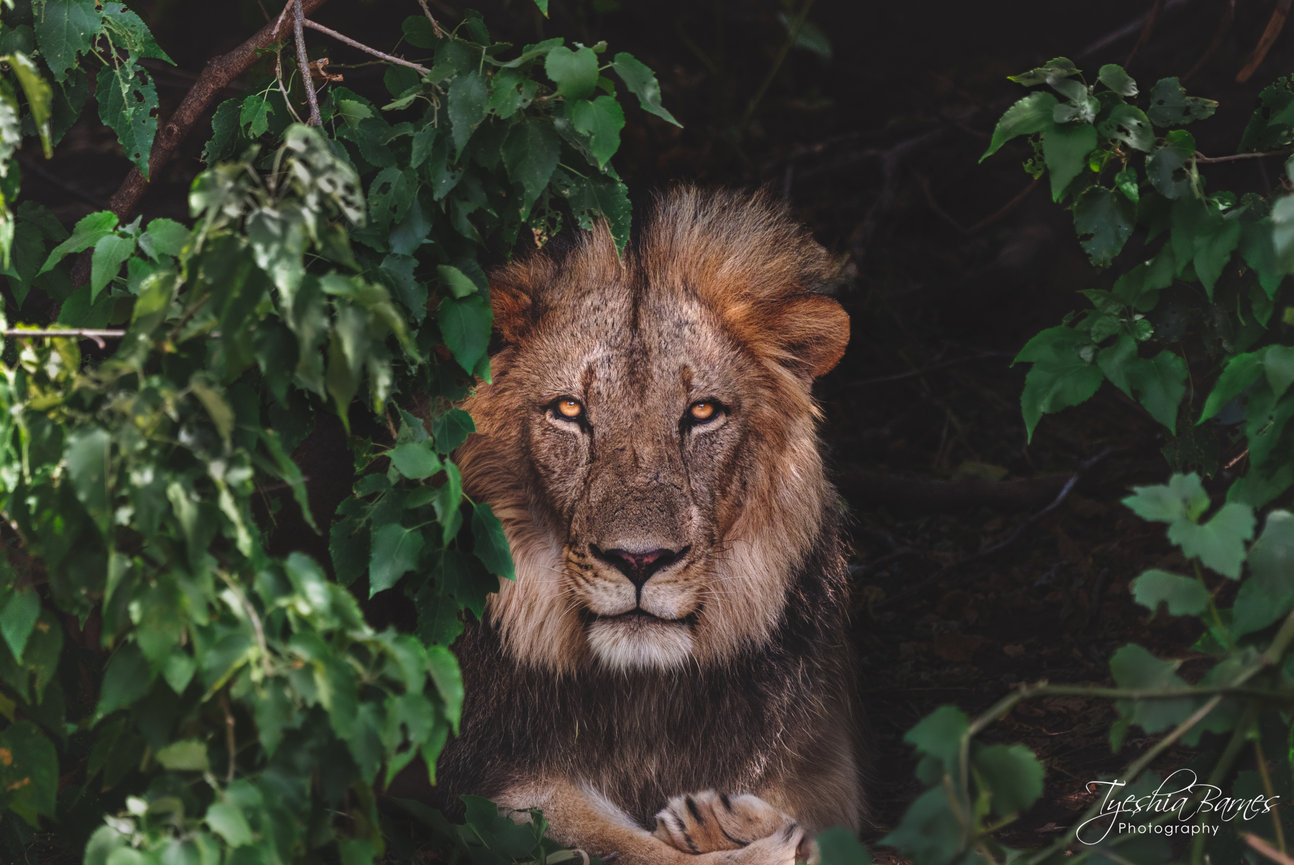 Fine art wildlife photograph of a male African lion resting beneath dense green foliage and staring directly at the viewer from deep shade