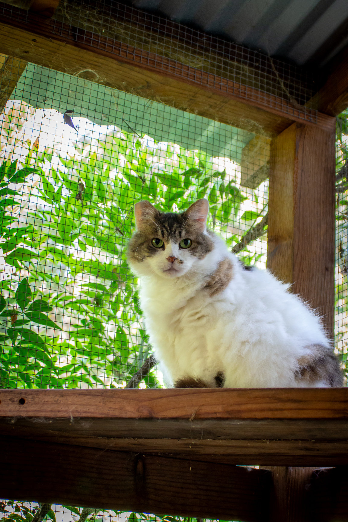 how-to-prepare-your-pet-for-a-photo-session-mary-lee-s-photography