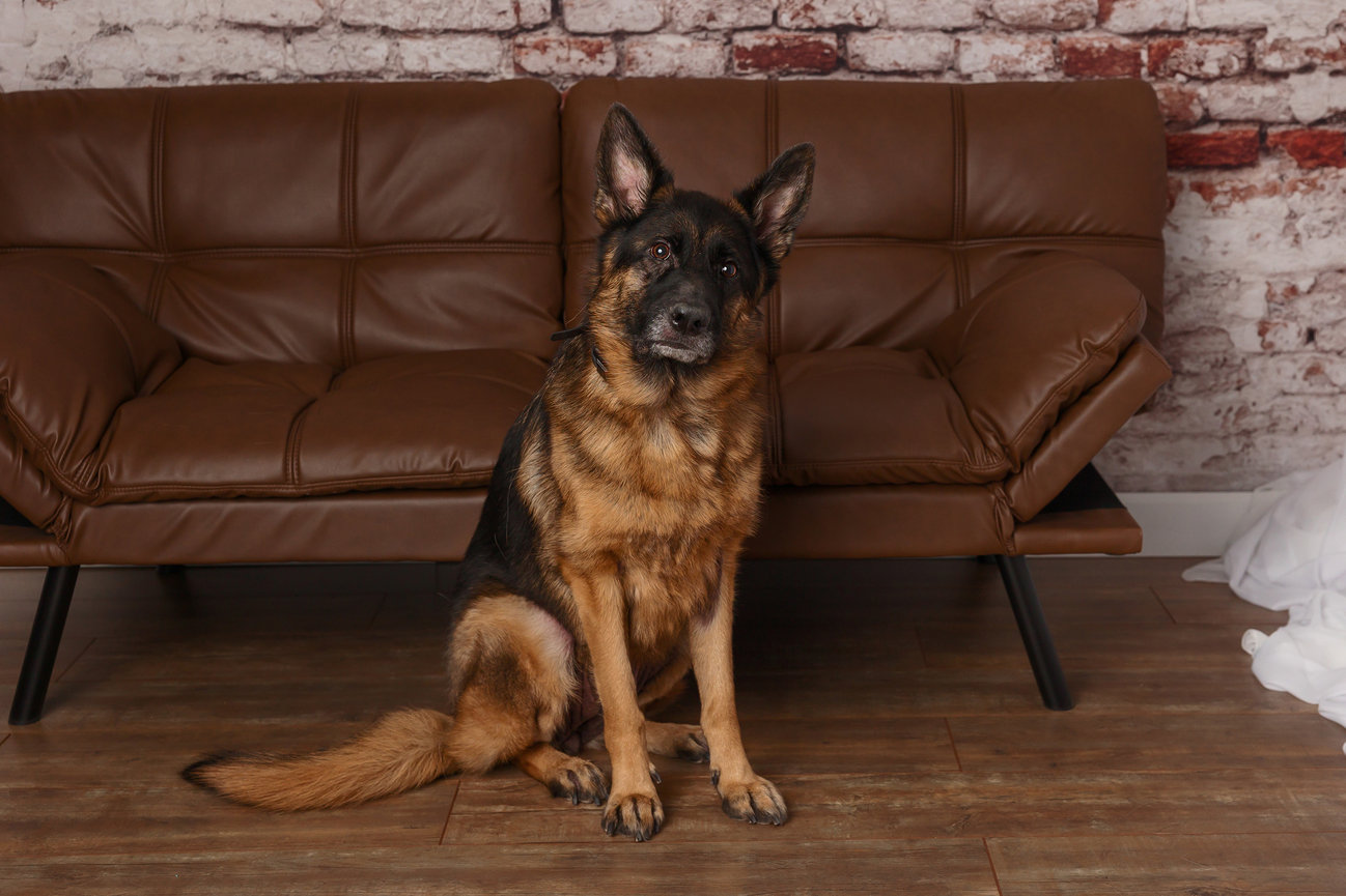 German Shepherd sitting on a wooden floor in front of a brown leather sofa with a brick wall background.