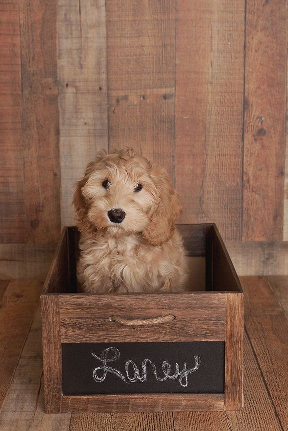 Fluffy puppy sitting in a wooden box with Laney written on it against a rustic wood background.