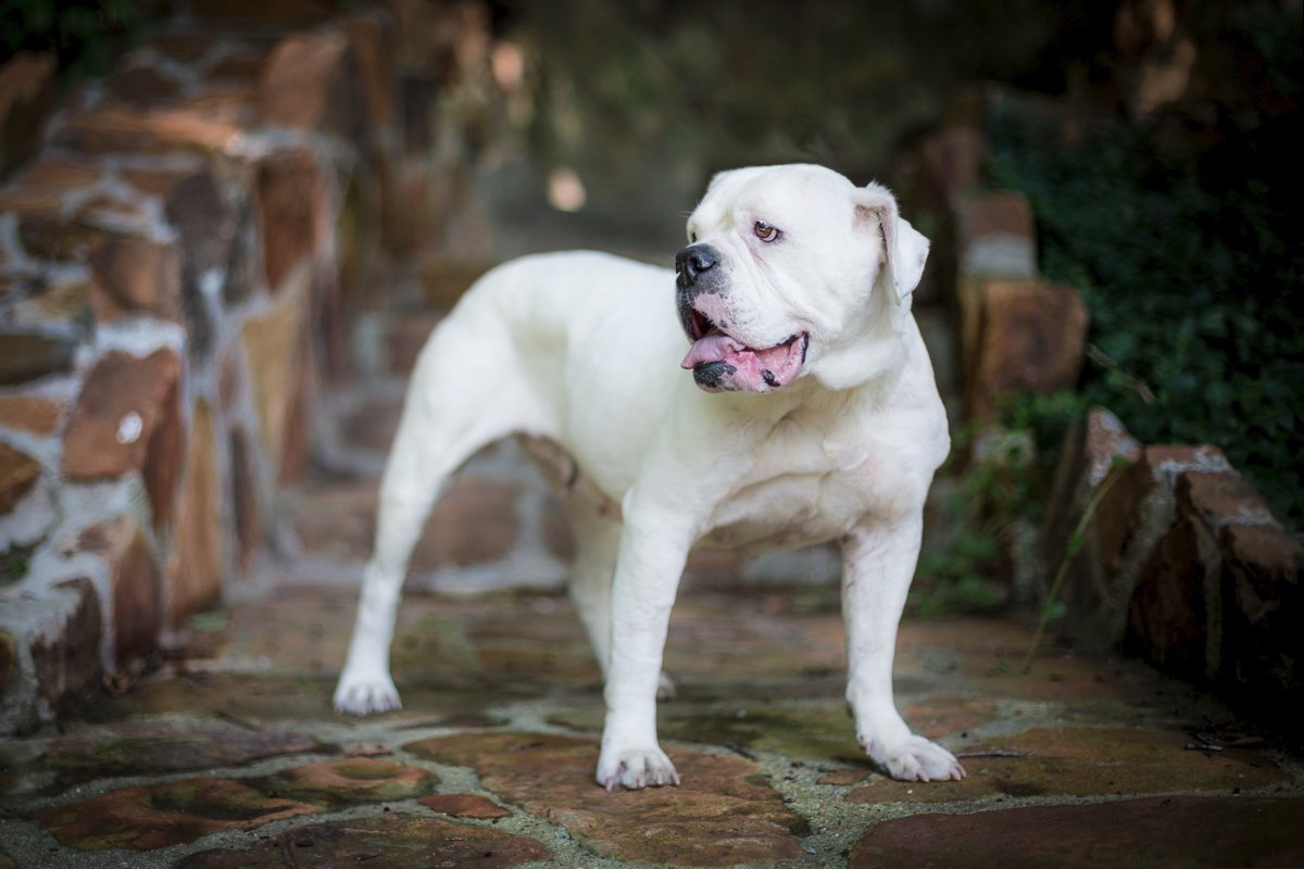 White dog standing outdoors near stone walls