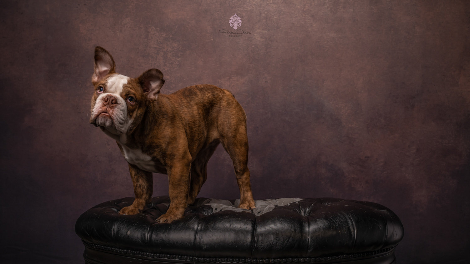 Lowcountry pet photography