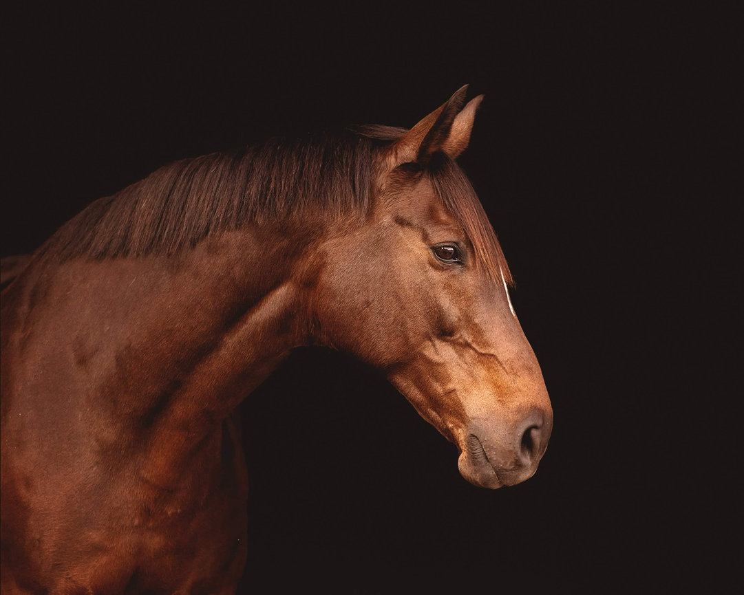 A brown horse in profile on a black background