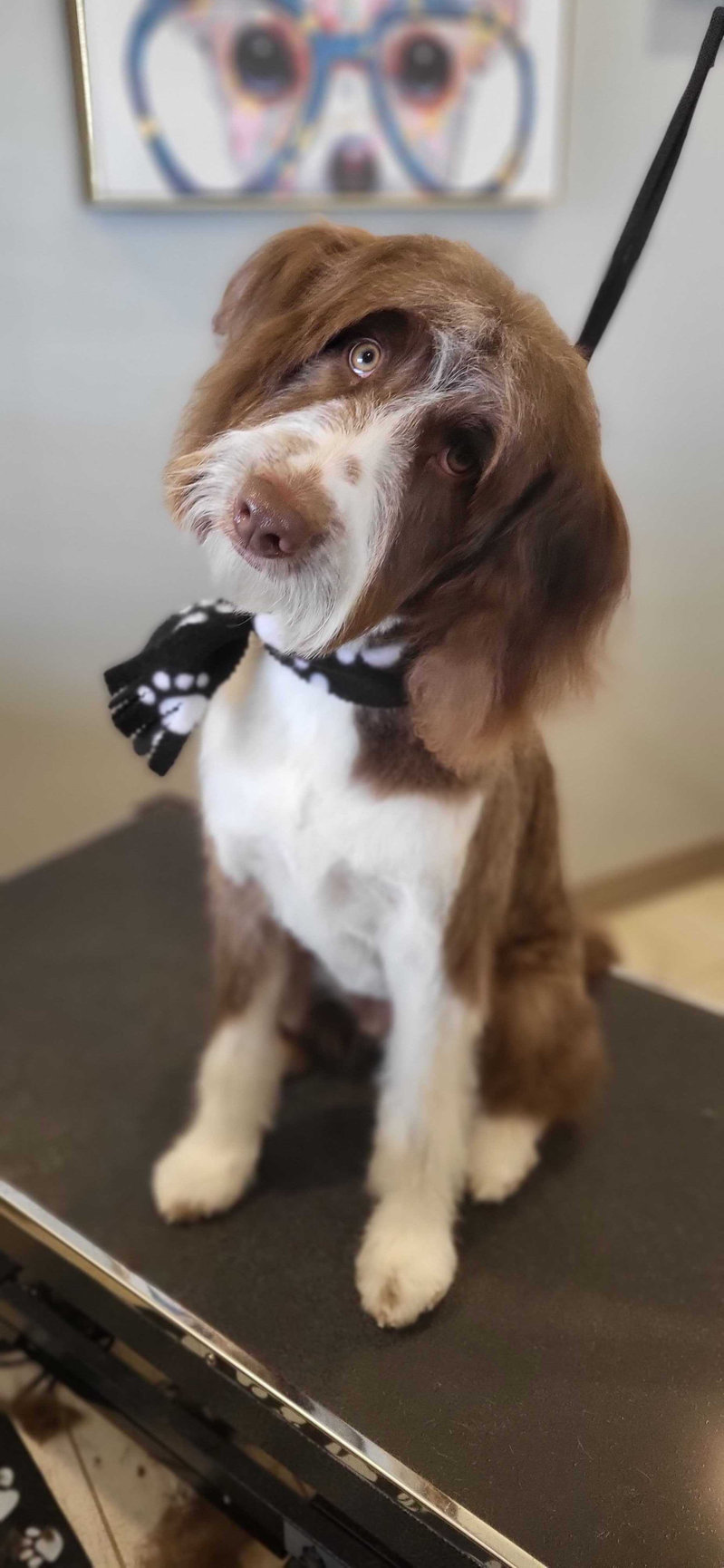 GROOMING Amarillo Fetch