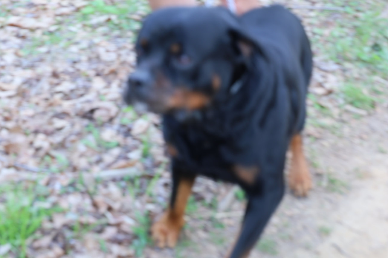 A black and tan dog walks on a grassy path.