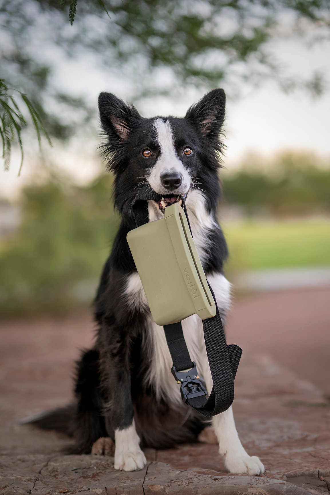 The best training treat pouch Las Vegas Dog Photographer