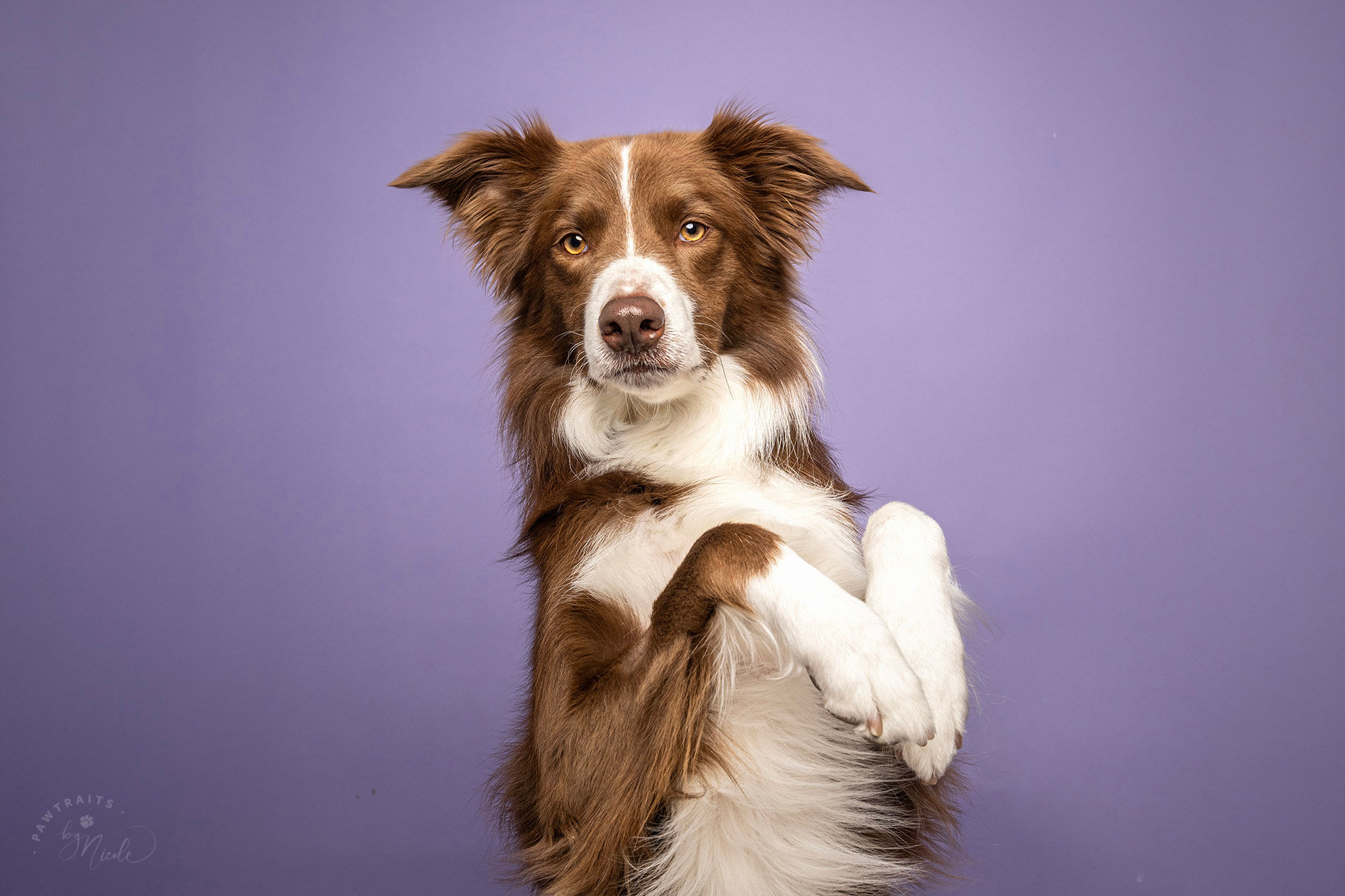 Best New Dog Toy 2023