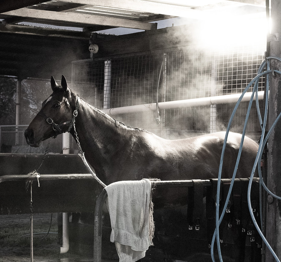 Horse standing in steam at a stable
