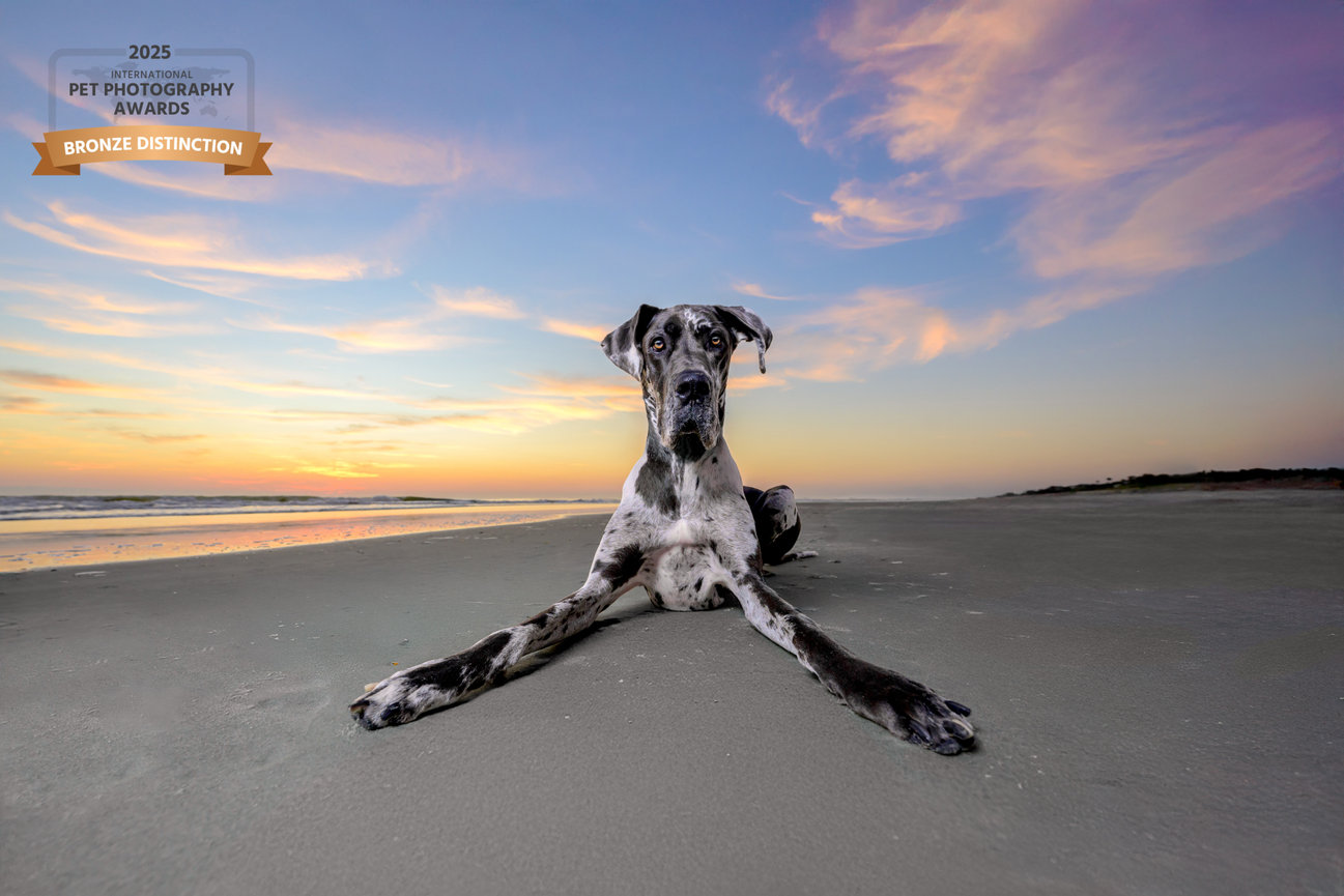 A Great Dane lying on a beach at sunset, showcasing long legs and a calm demeanor.