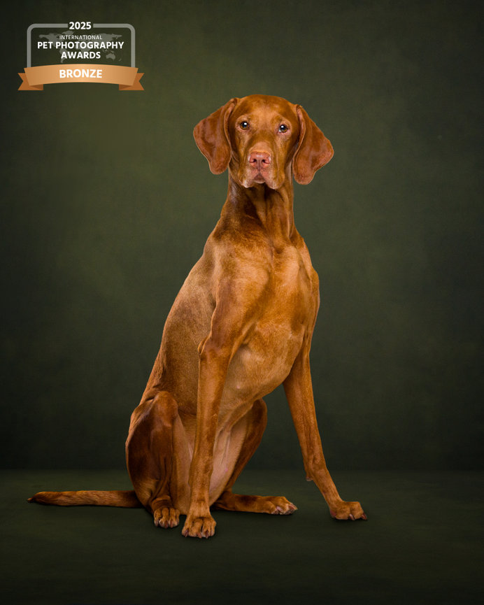 A proud Vizsla dog sitting against a dark green background, showcasing its sleek fur and attentive expression.
