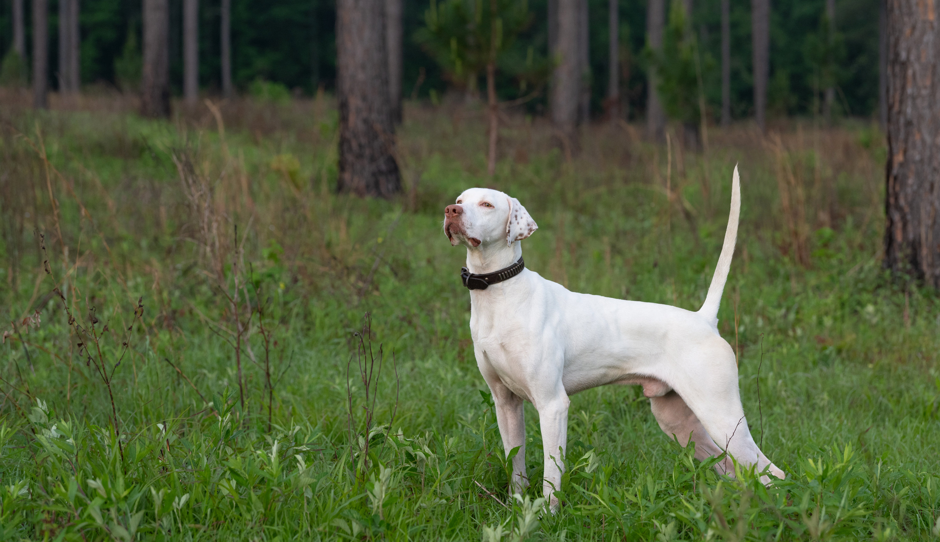 Pointer on point in classic field-trial cover