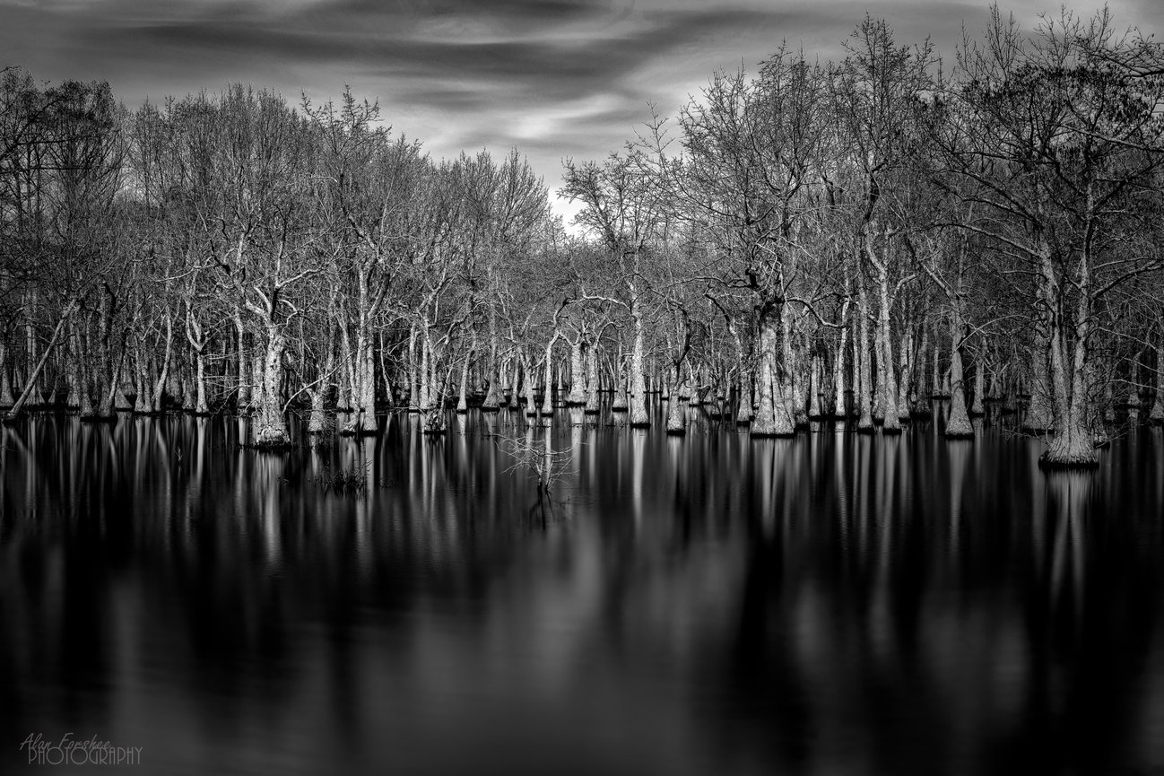 Black and white flooded forest with bare trees reflected in calm water under a cloudy sky