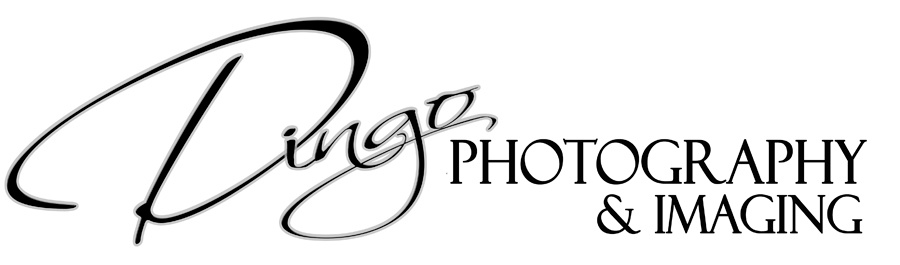 Dingo Photography Logo