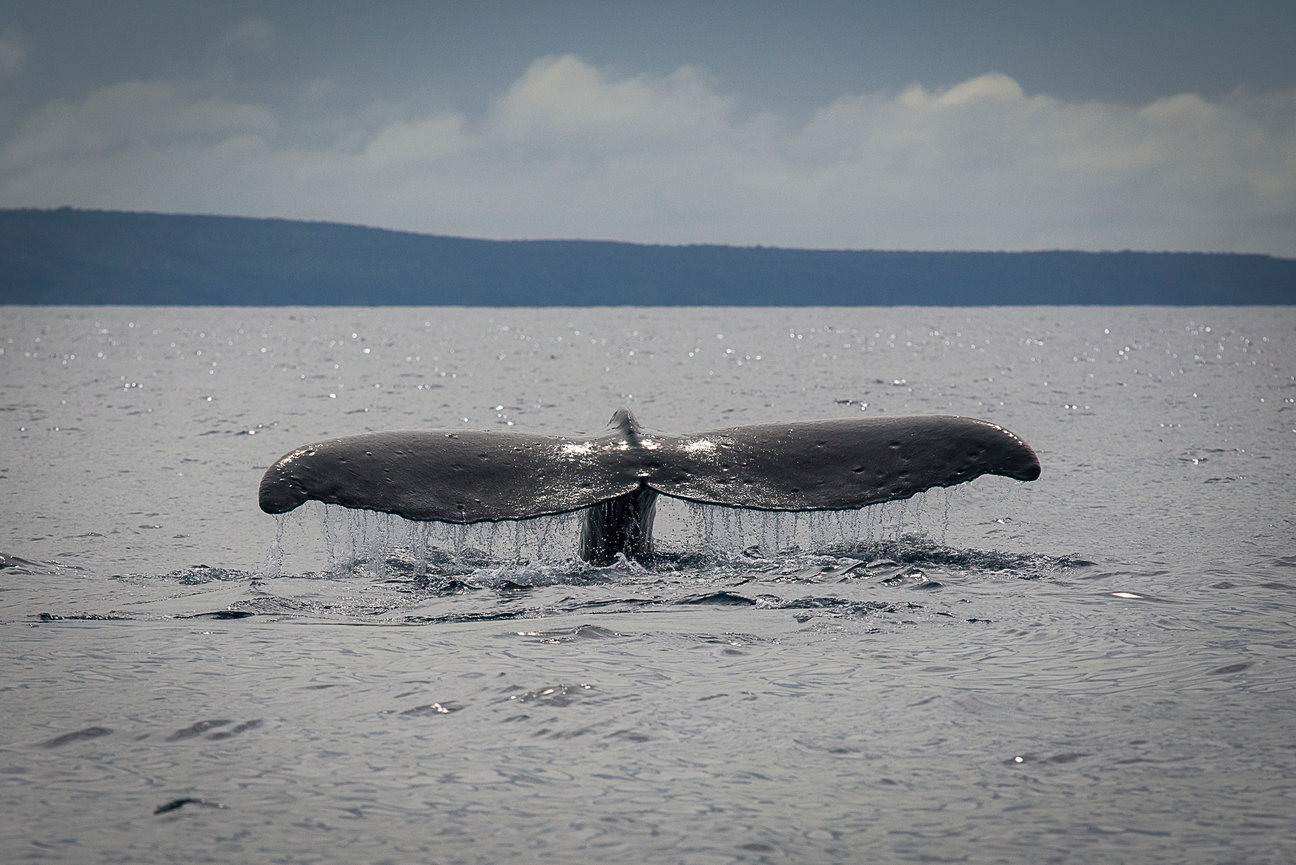Humpback whale tale as it goes back under with water dripping from the edges in a monotone setting.
