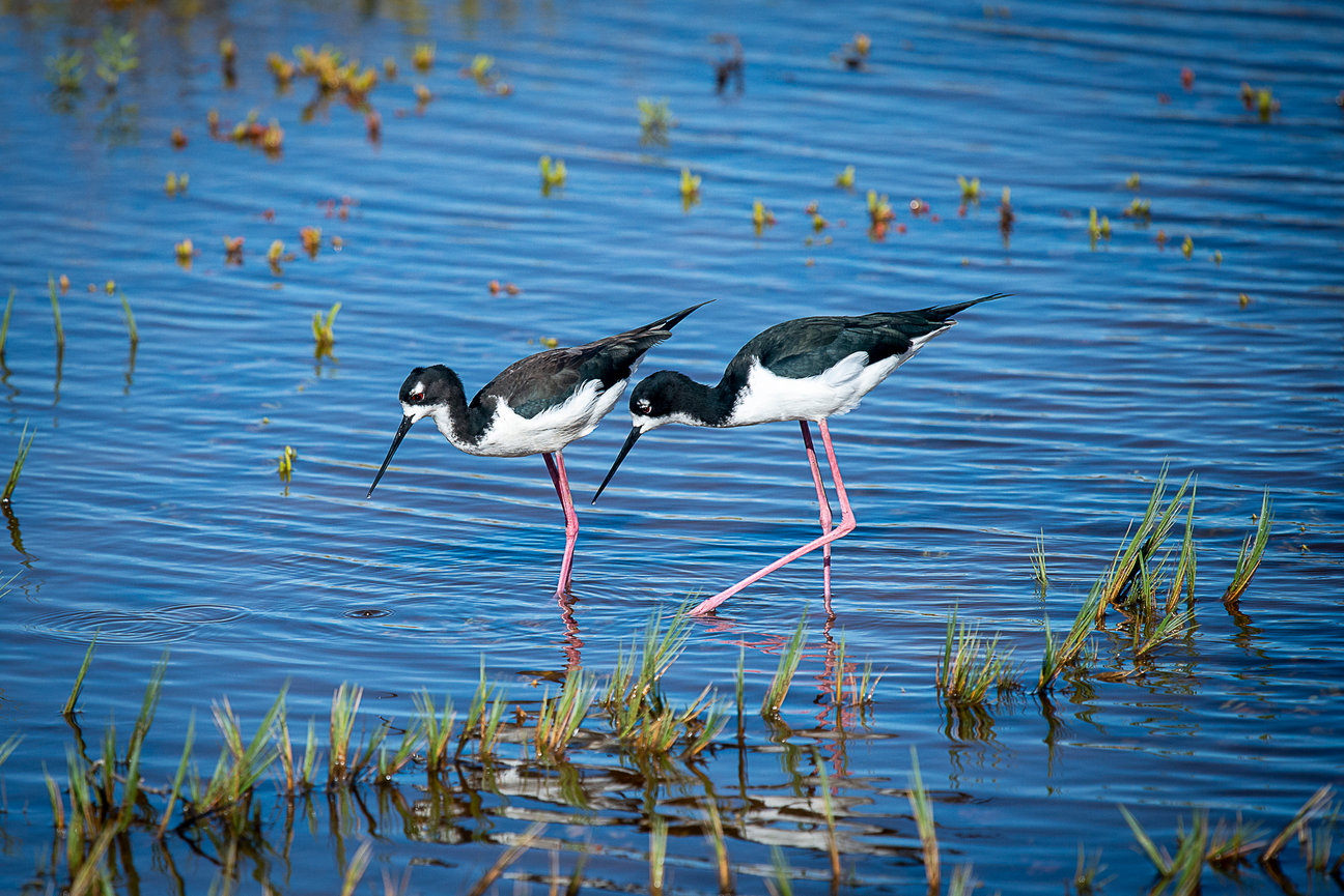 Two black necked stilts walk along the shallow water of Kealia Pond, Maui.